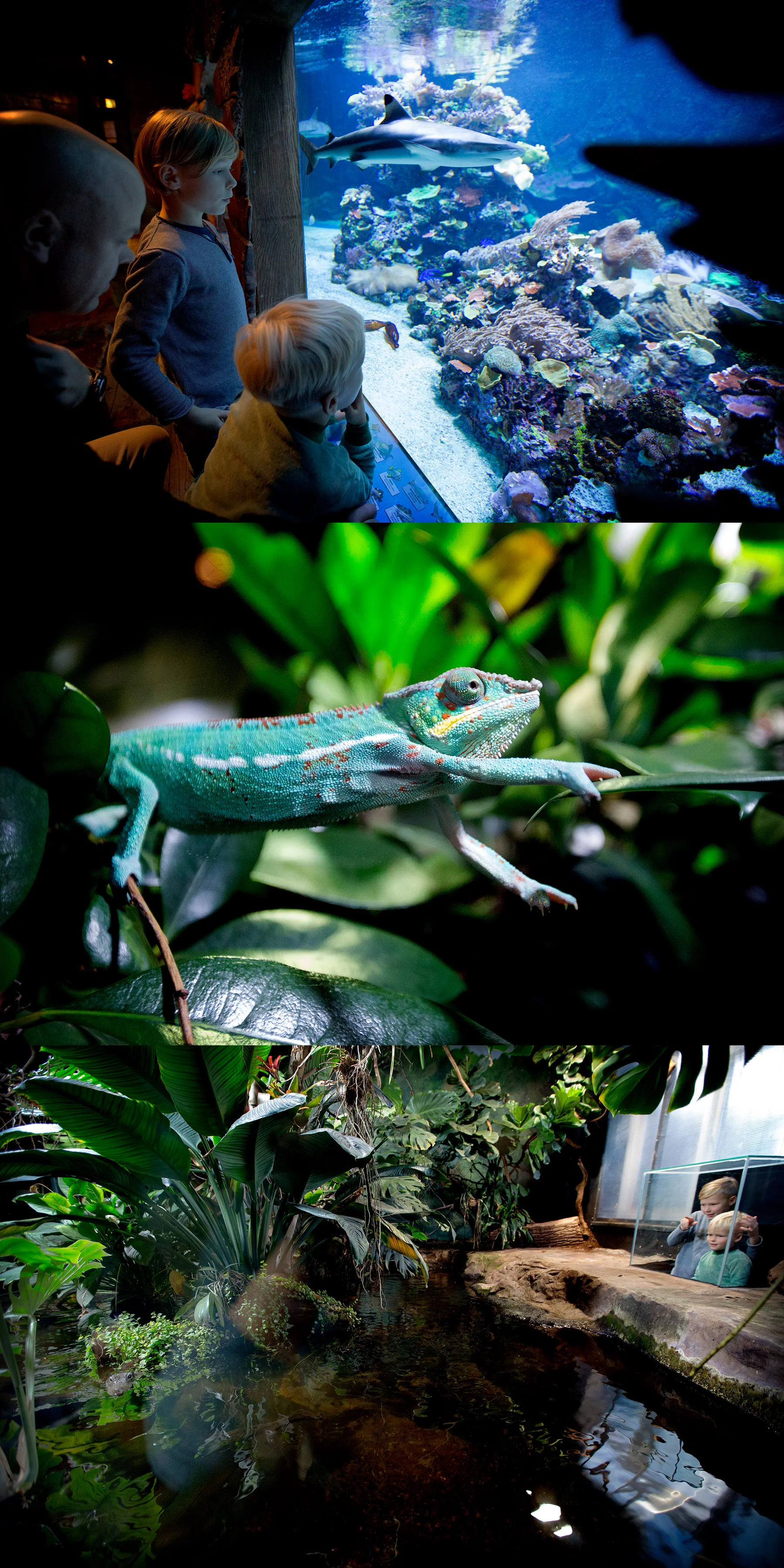 Tropikariet