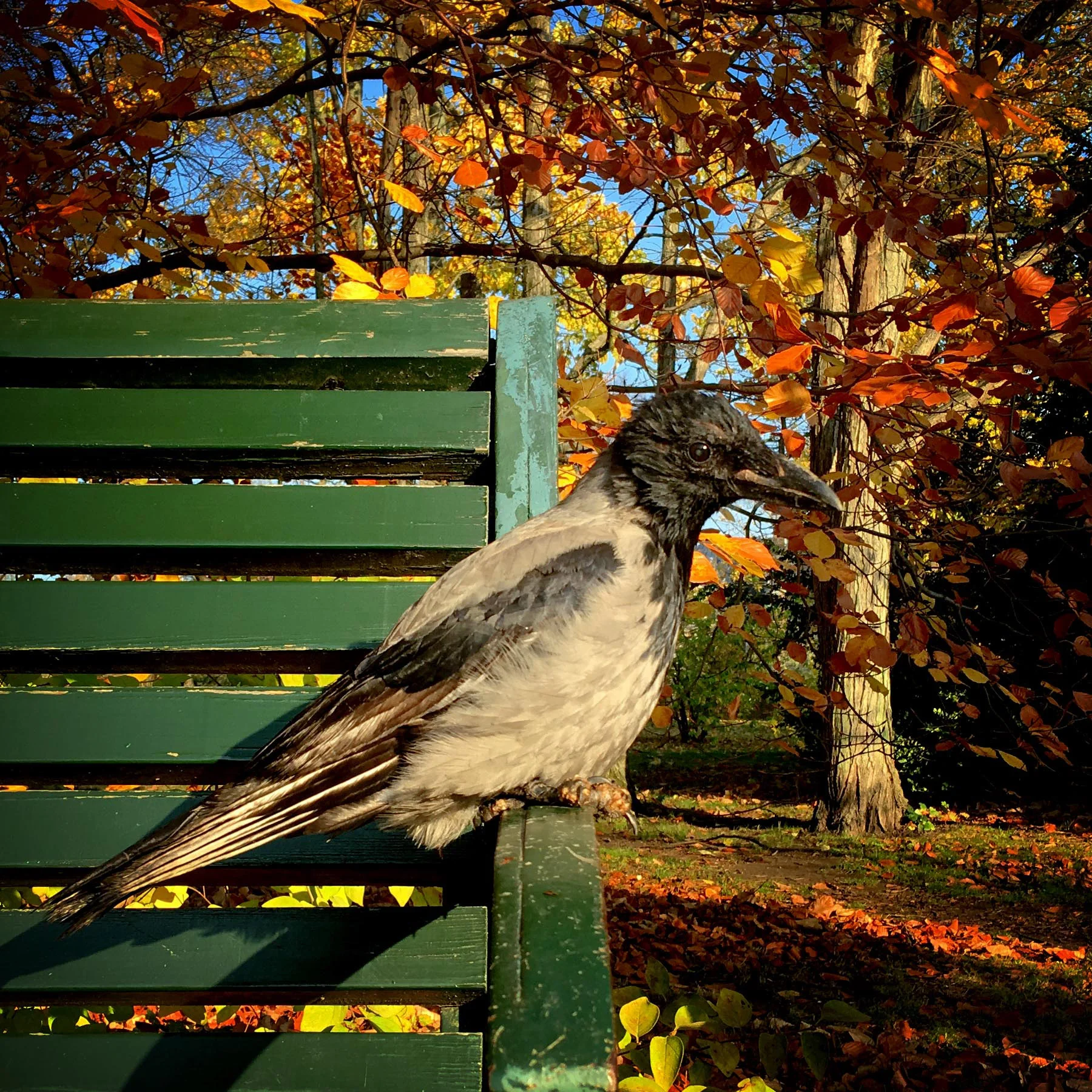 blogg-181107malmoparkhang3.jpg
