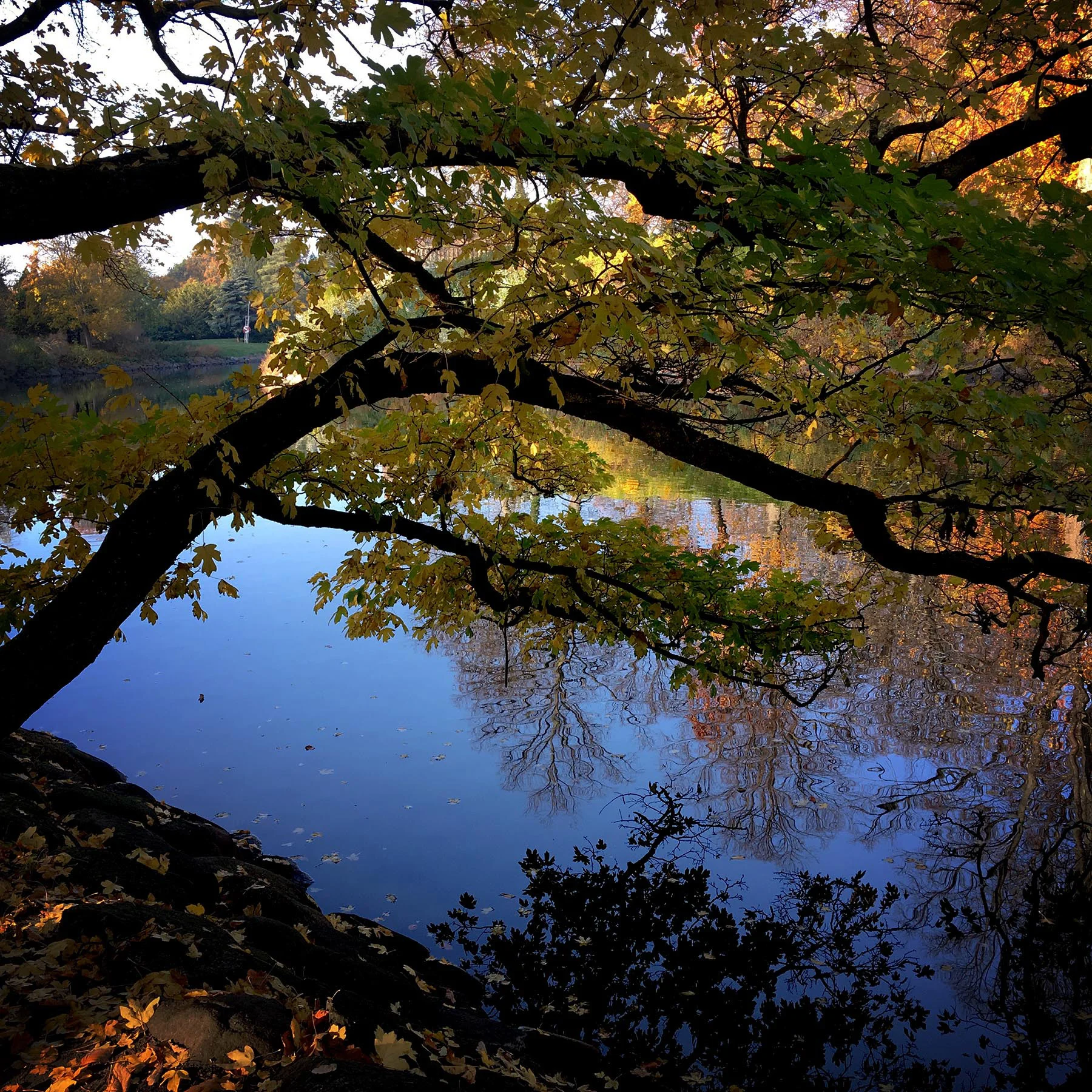 blogg-181107malmoparkhang9.jpg