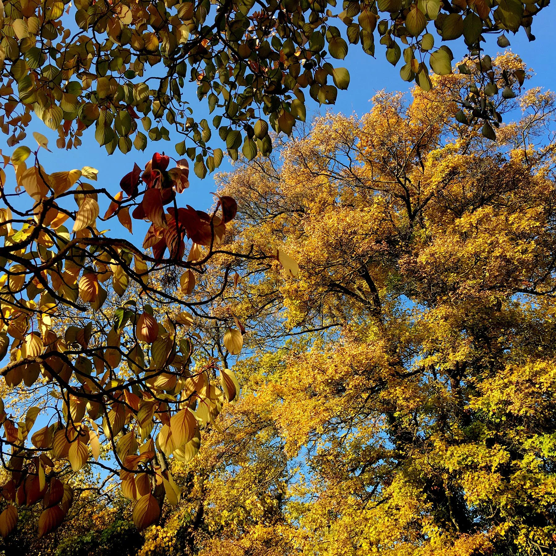 blogg-181107malmoparkhang7.jpg