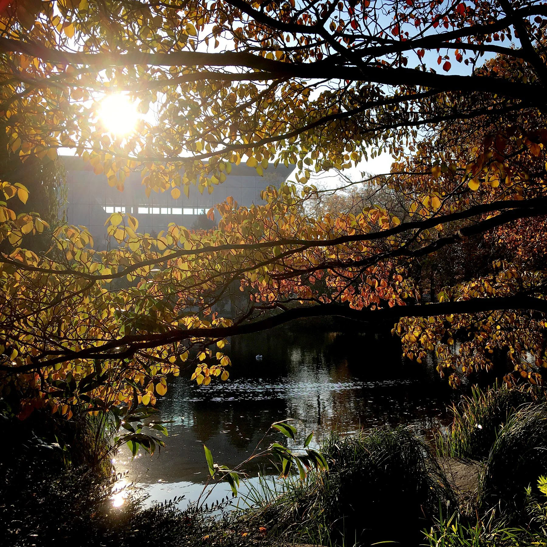 blogg-181107malmoparkhang11.jpg