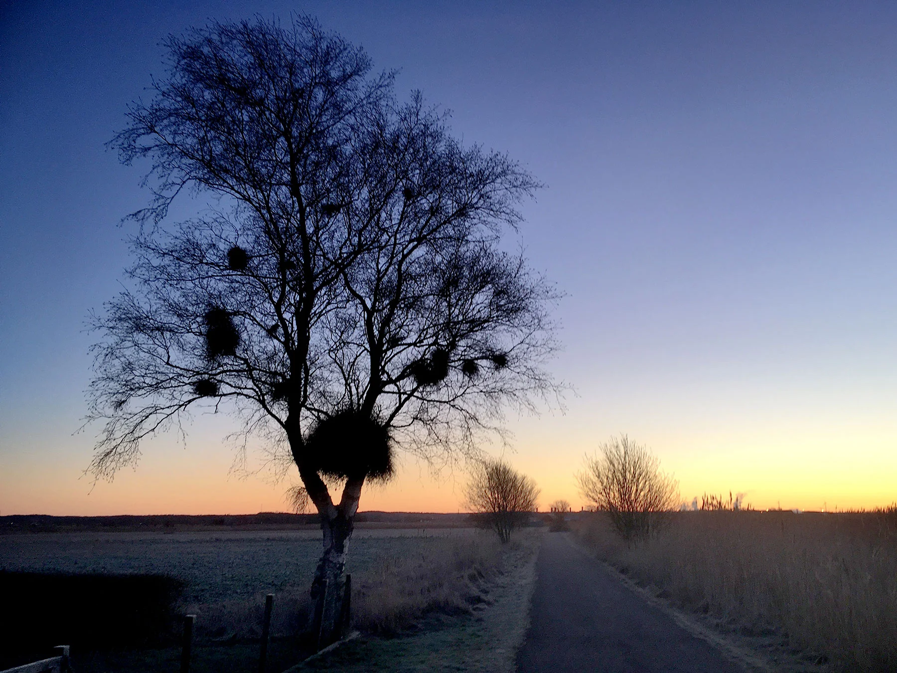 blogg-190118morgonpromenad1.jpg