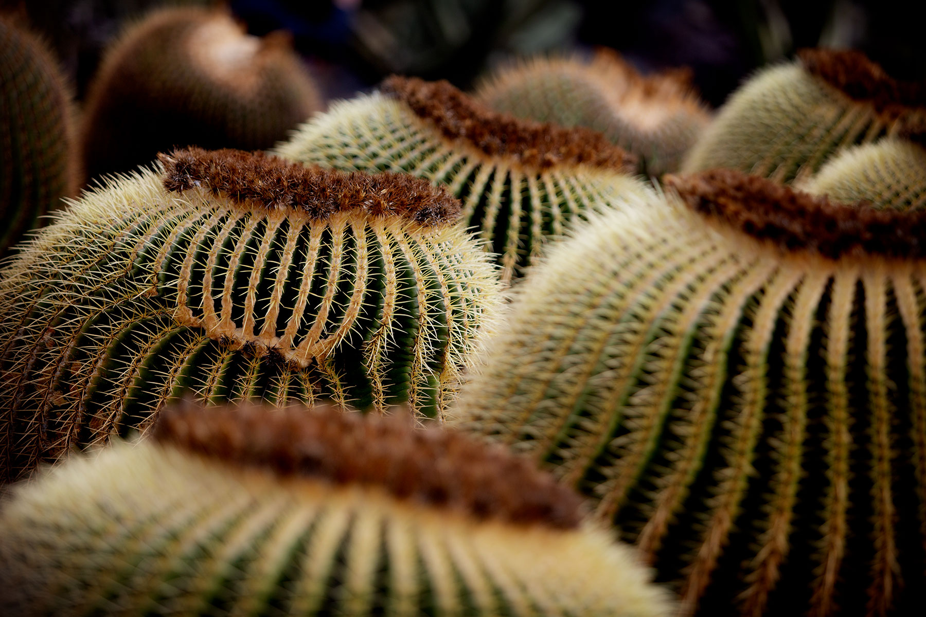 blogg-190203jardindecactus4.jpg