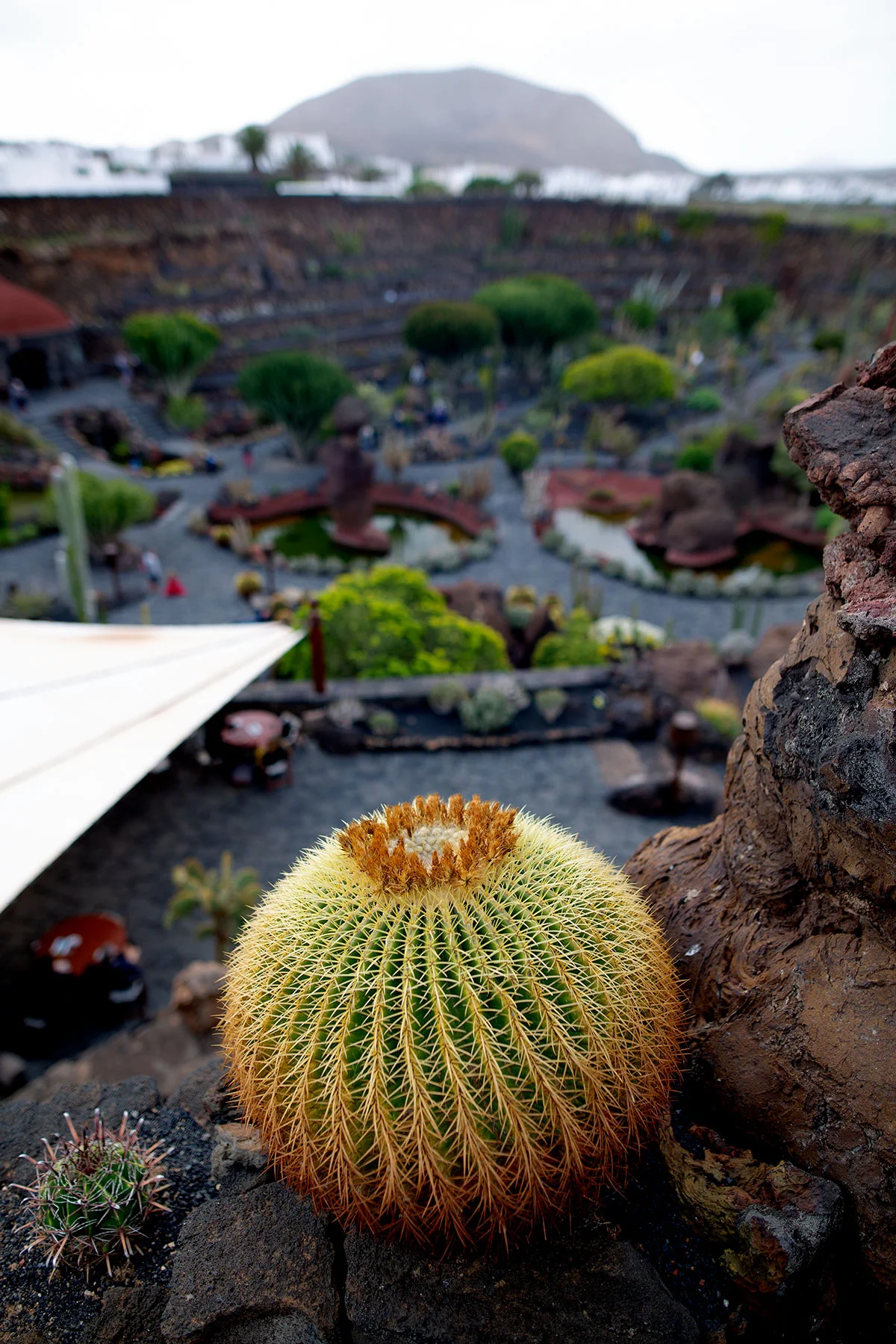 blogg-190203jardindecactus12.jpg