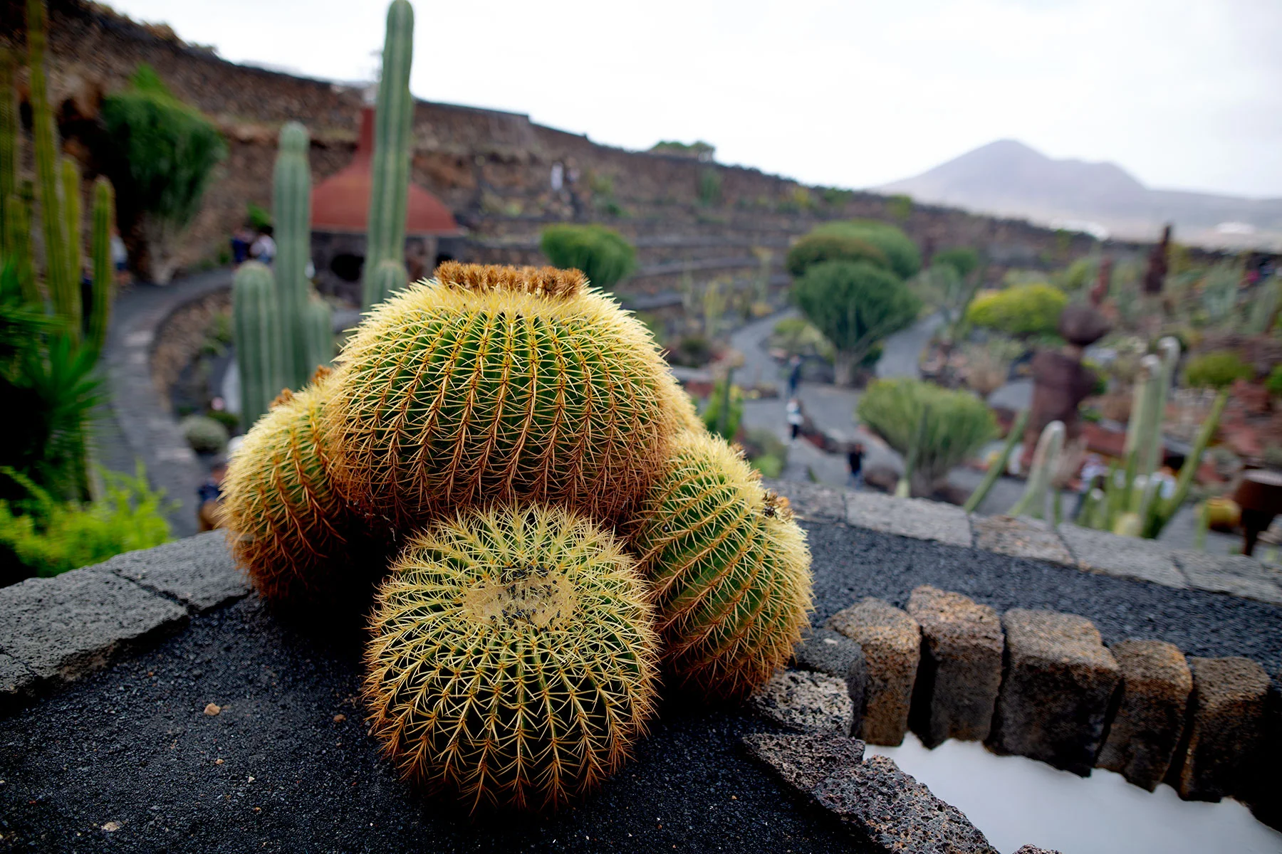 blogg-190203jardindecactus10.jpg