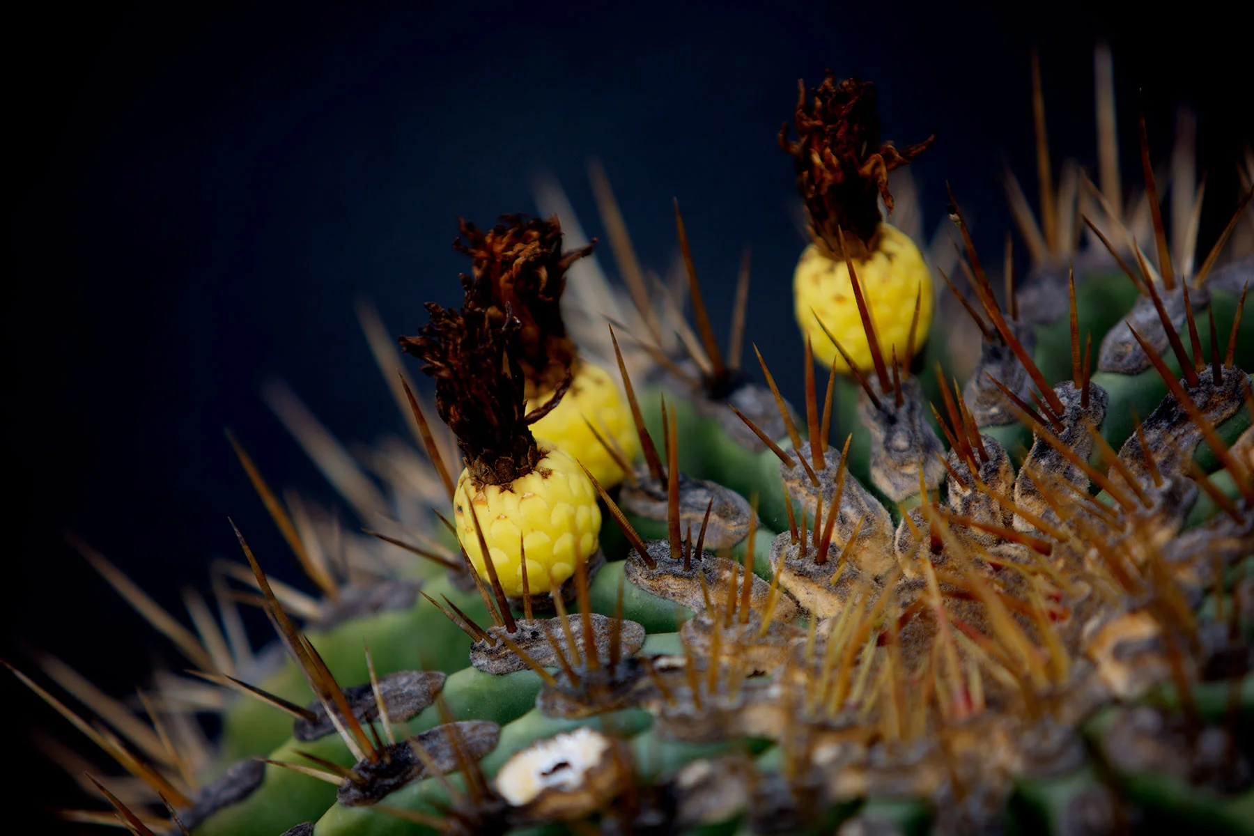blogg-190203jardindecactus23.jpg