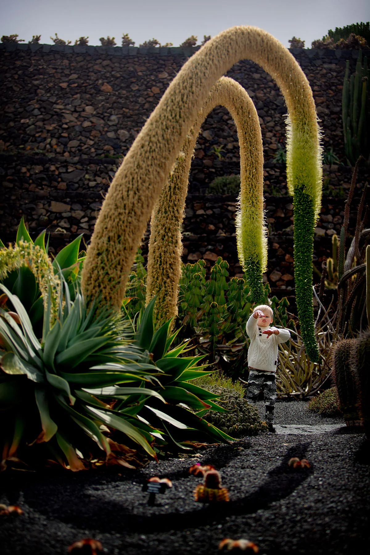 Jardin de Cactus