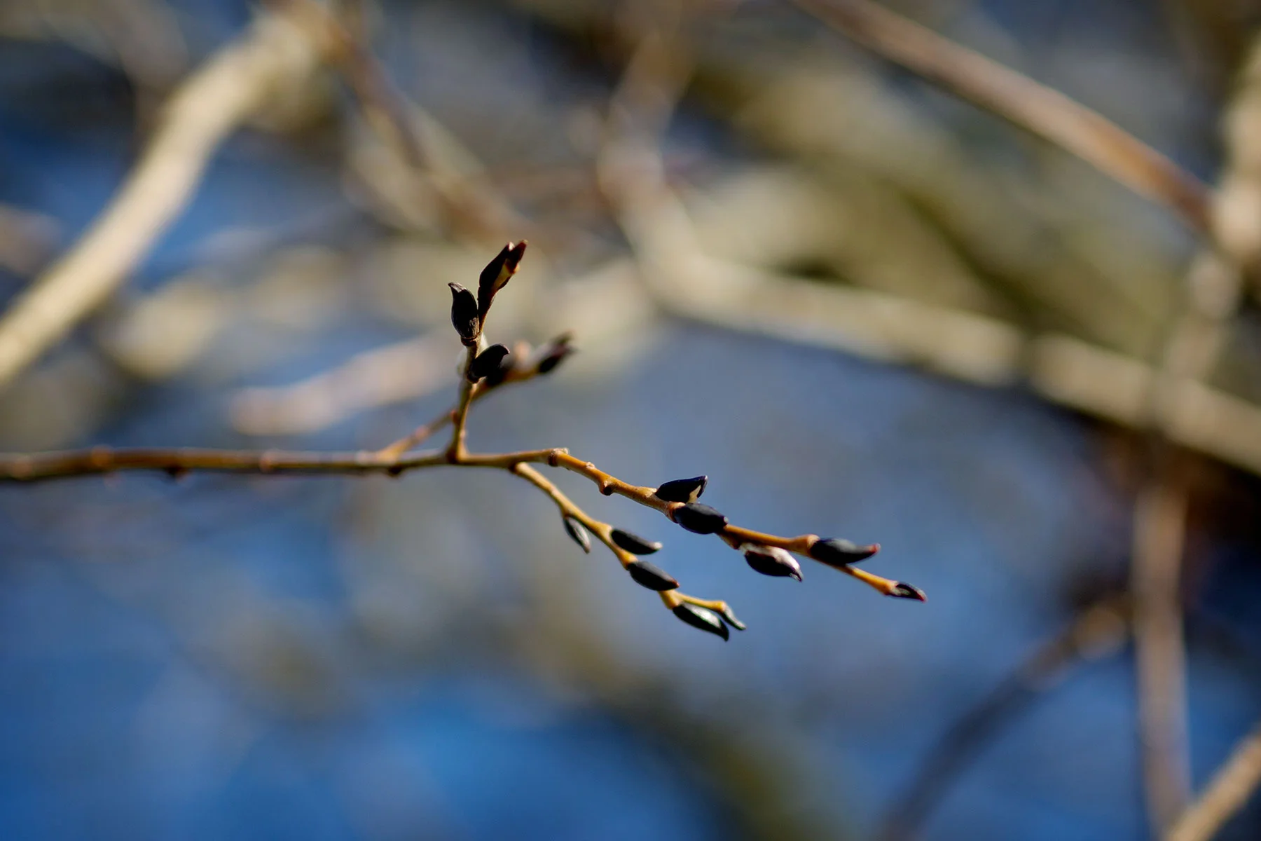 blogg-190213ambjorntorp5.jpg