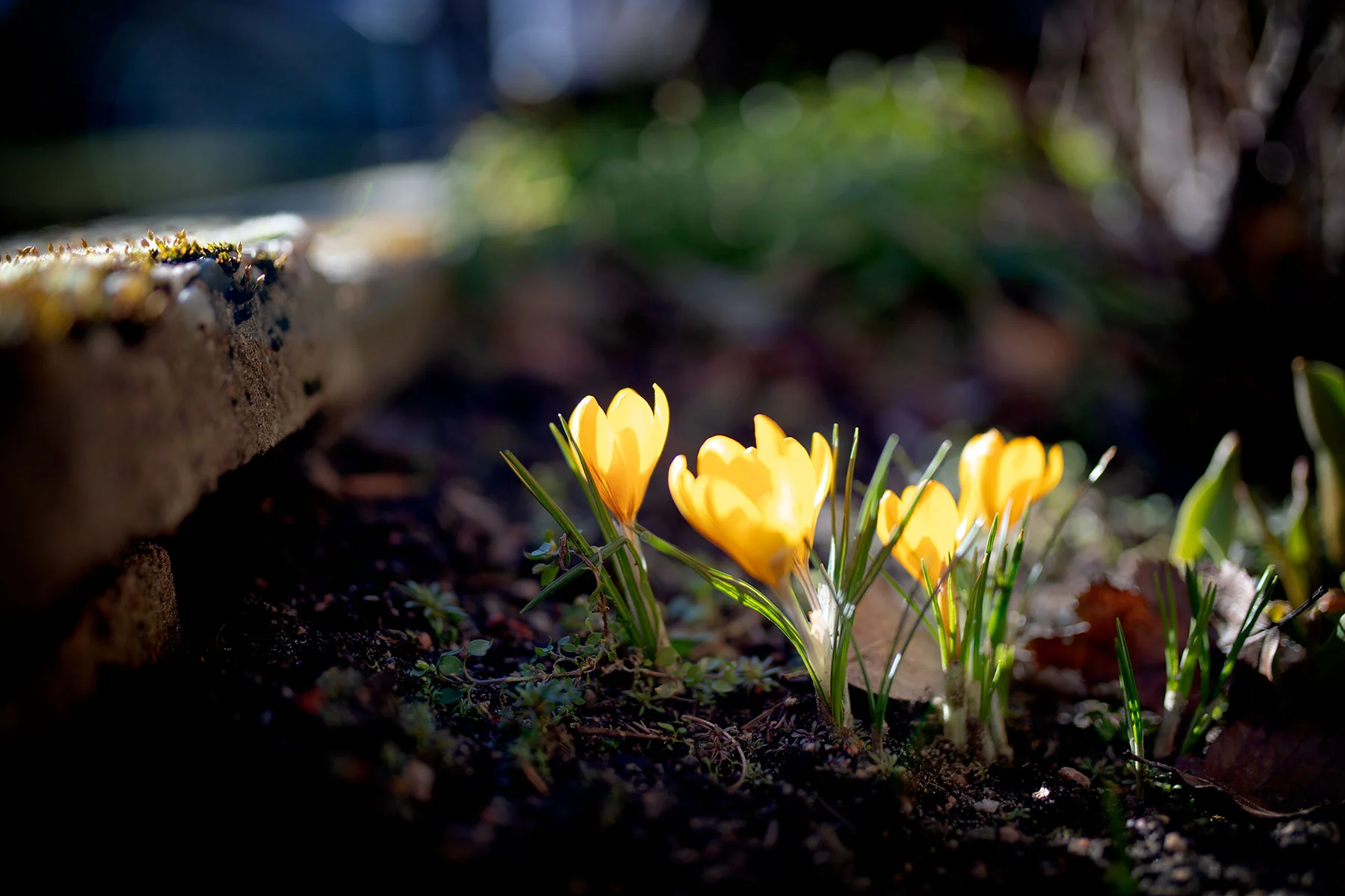 blogg-190228varitradgarden4.jpg