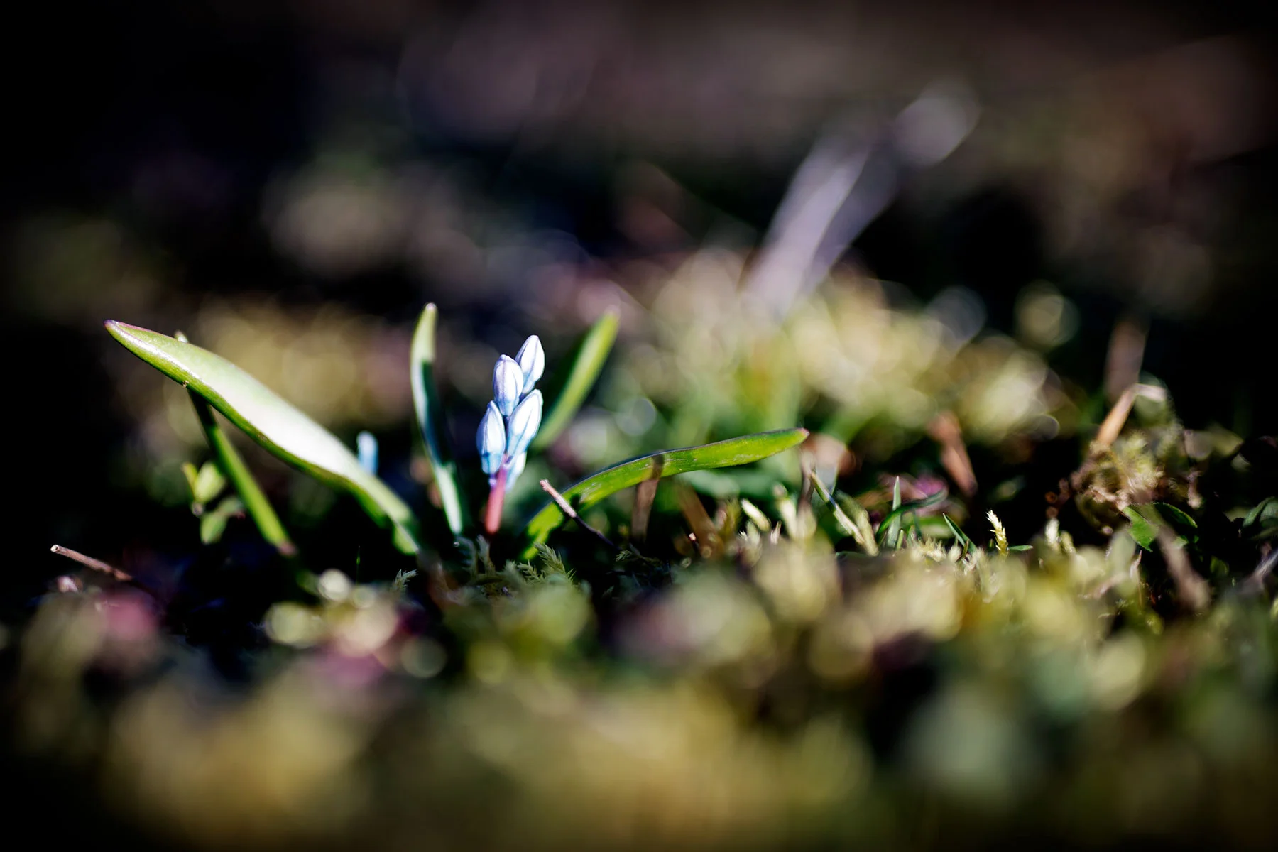 blogg-190329rensaograsbertil10.jpg