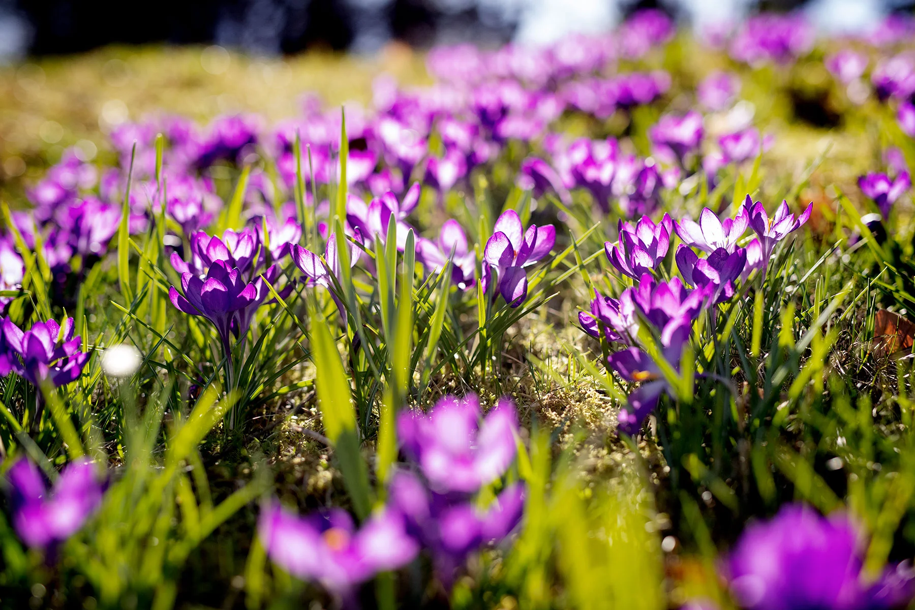 blogg-190402botaniska2.jpg