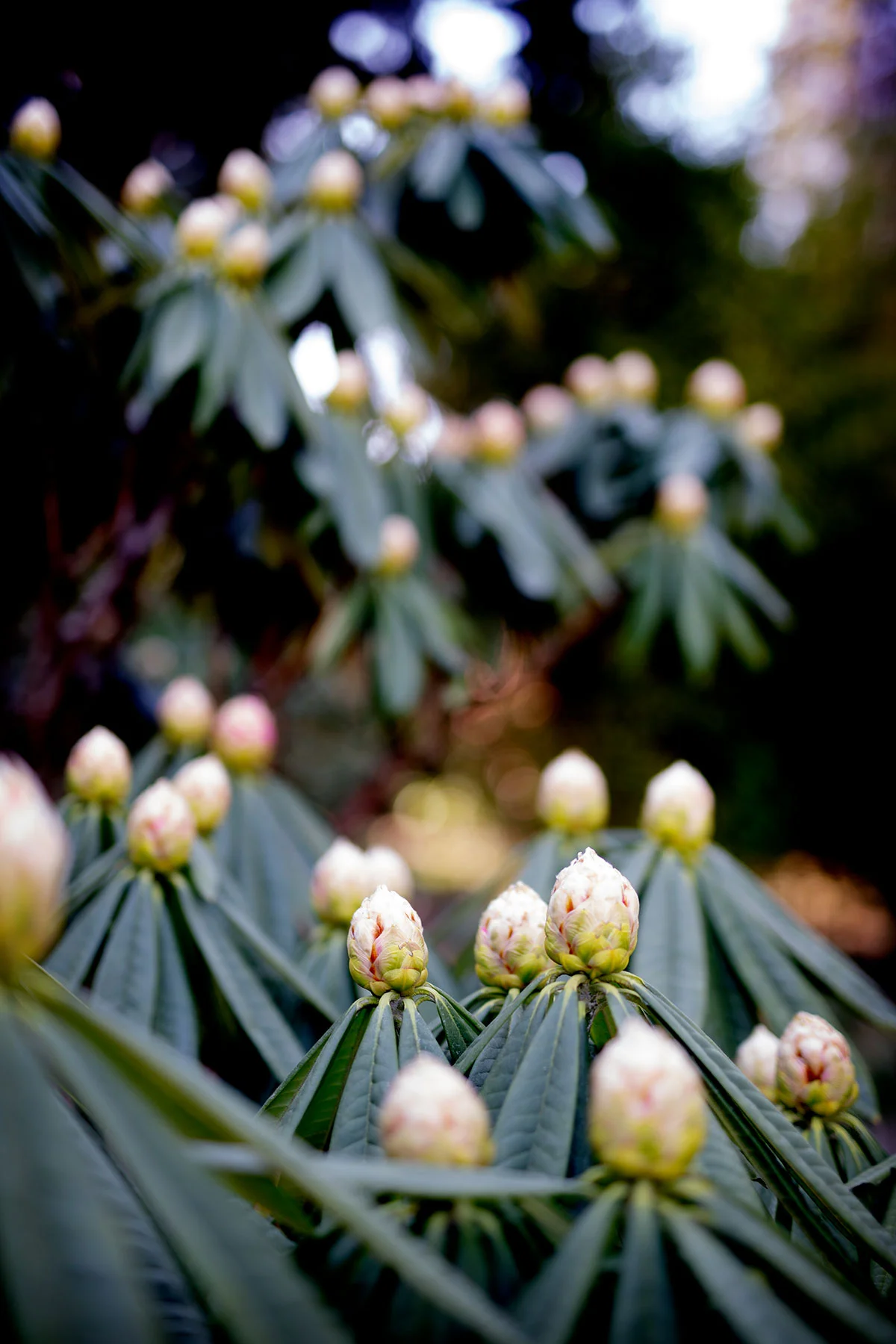 blogg-190402botaniska3.jpg