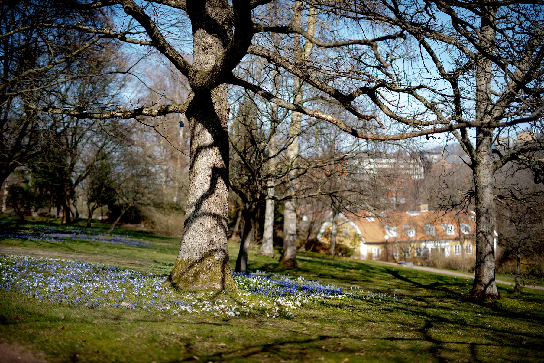 blogg-190402botaniska1.jpg