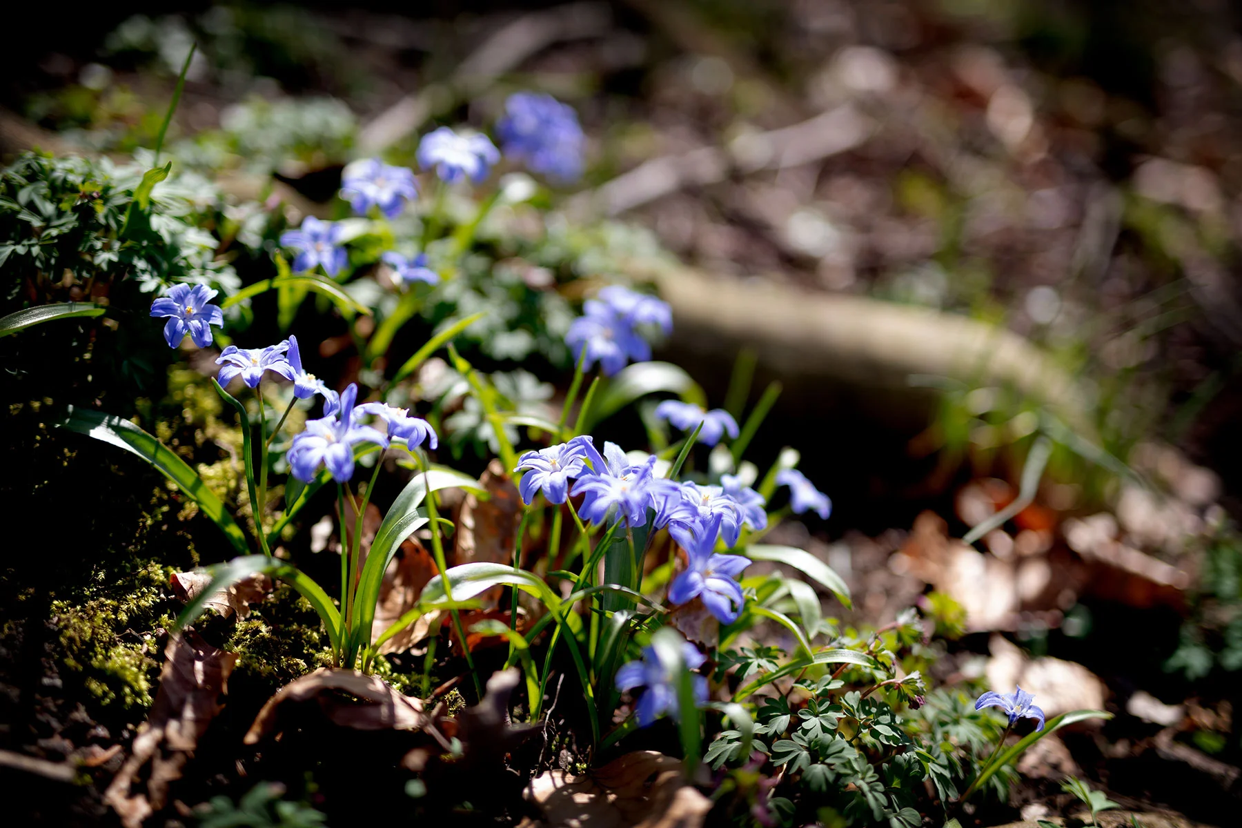 blogg-190402botaniska5.jpg