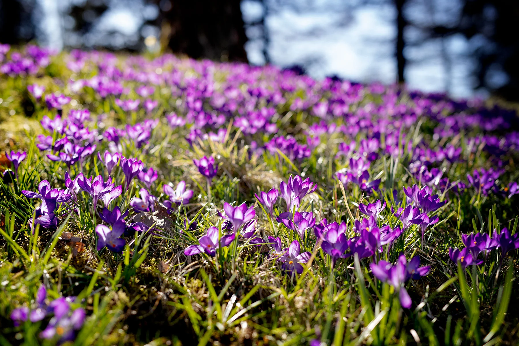 blogg-190402botaniska8.jpg