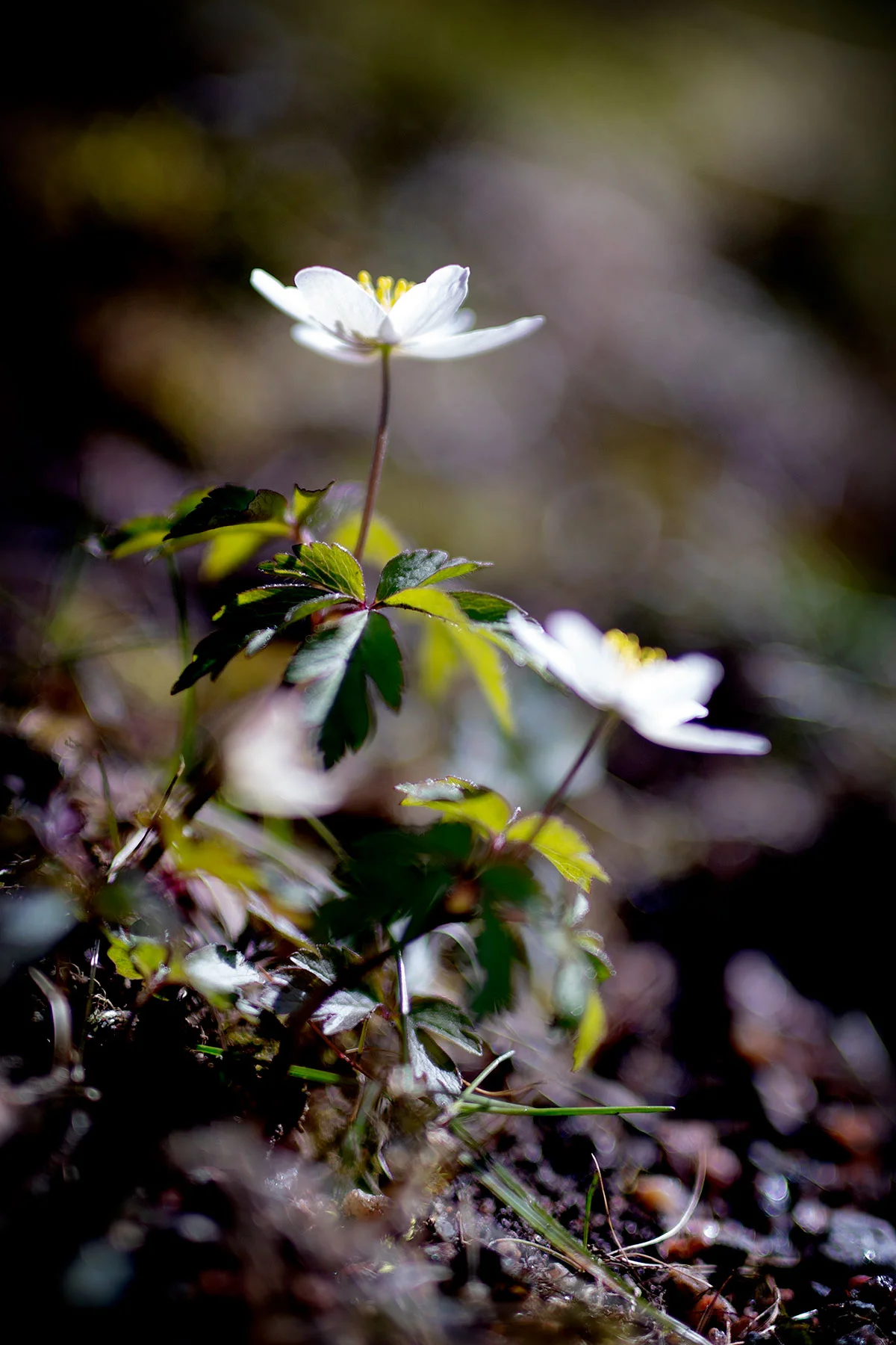 blogg-190402botaniska9.jpg