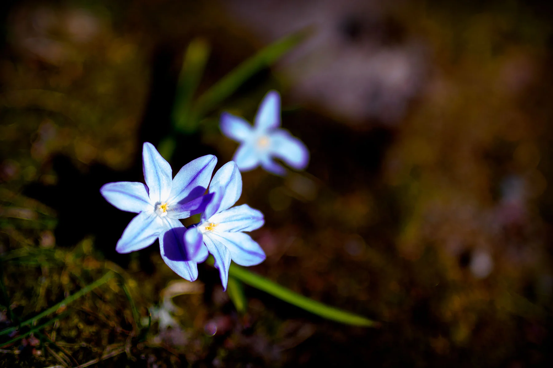 blogg-190402botaniska11.jpg
