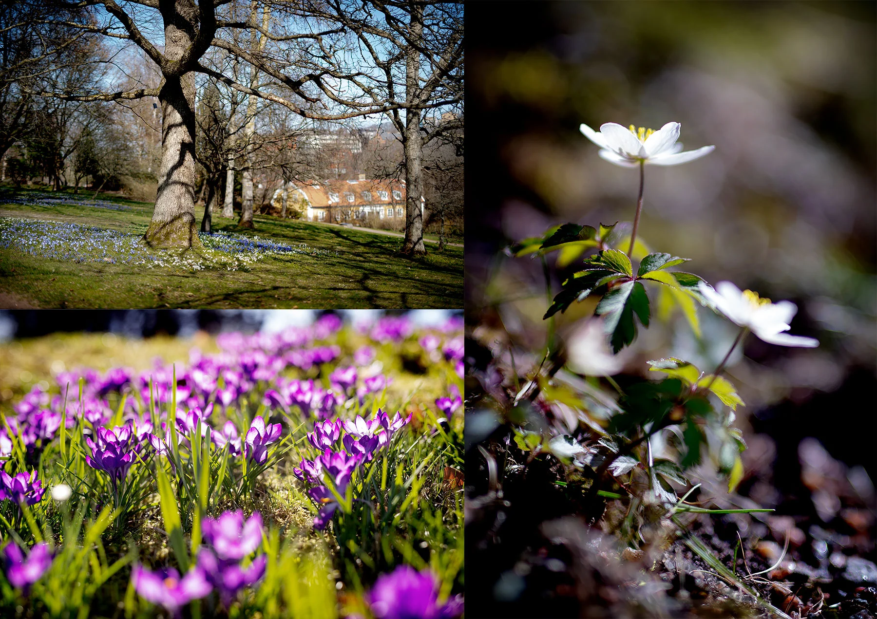 På Botaniska