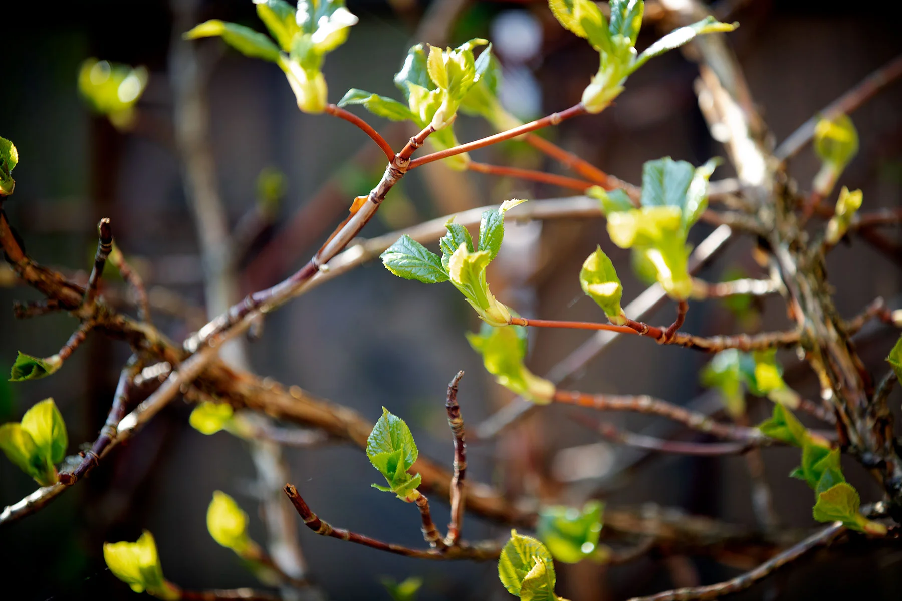 blogg-190407elliekrippahar2.jpg