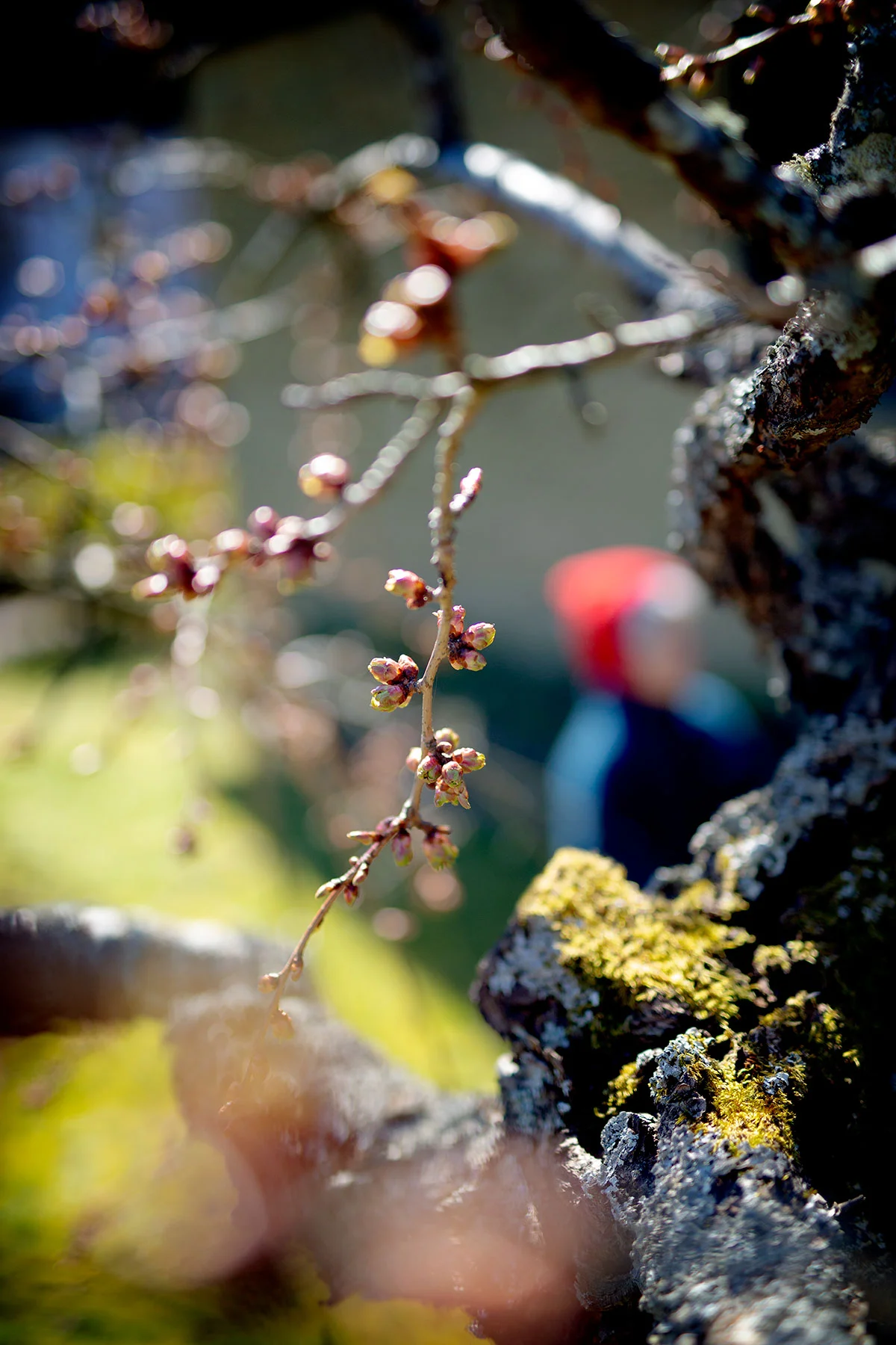 blogg-190414tradgardssfix12.jpg
