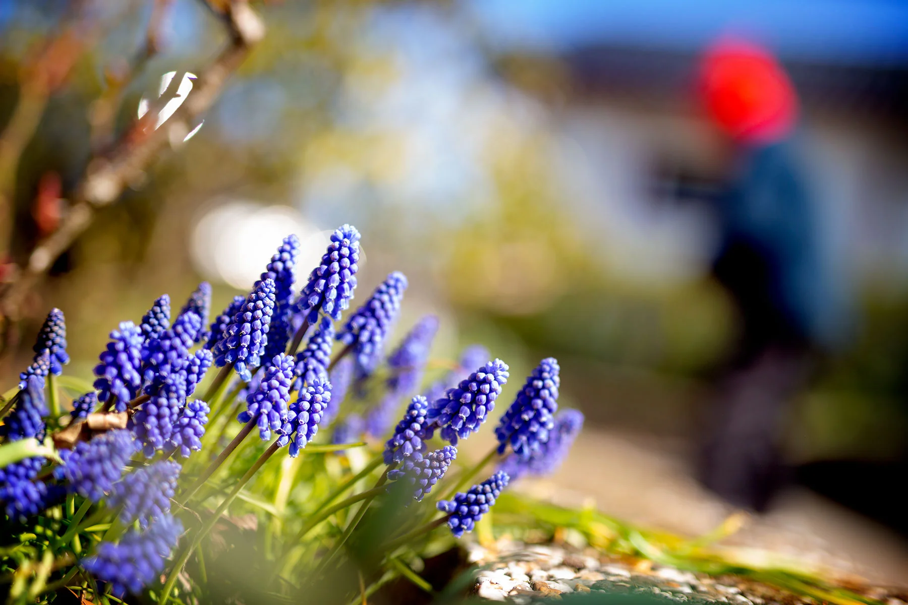 blogg-190414tradgardssfix15.jpg