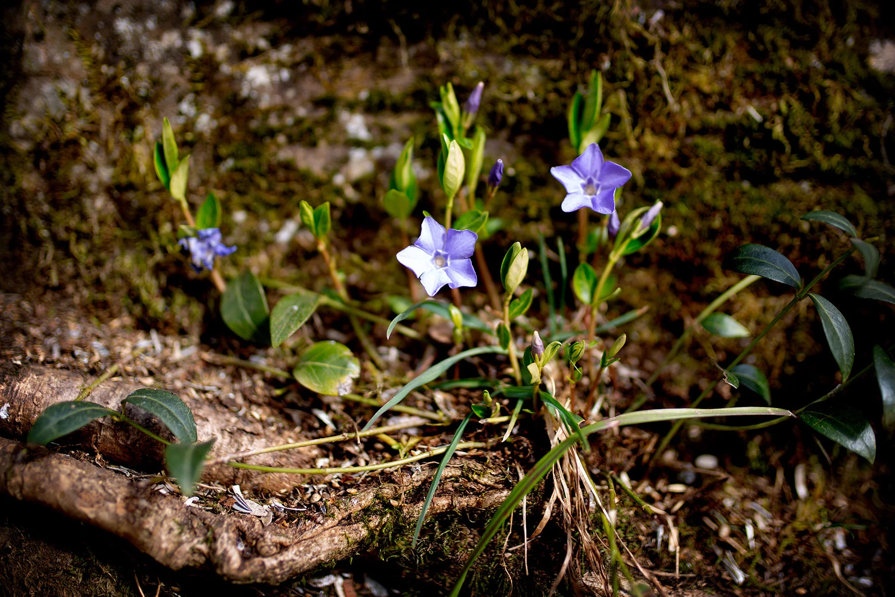 blogg-190416algensberg16.jpg