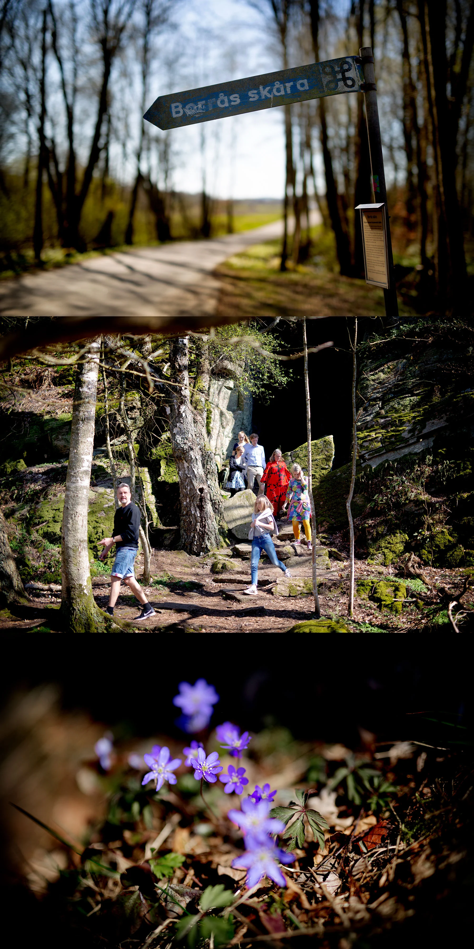 Blåsippan ute i backarna stå