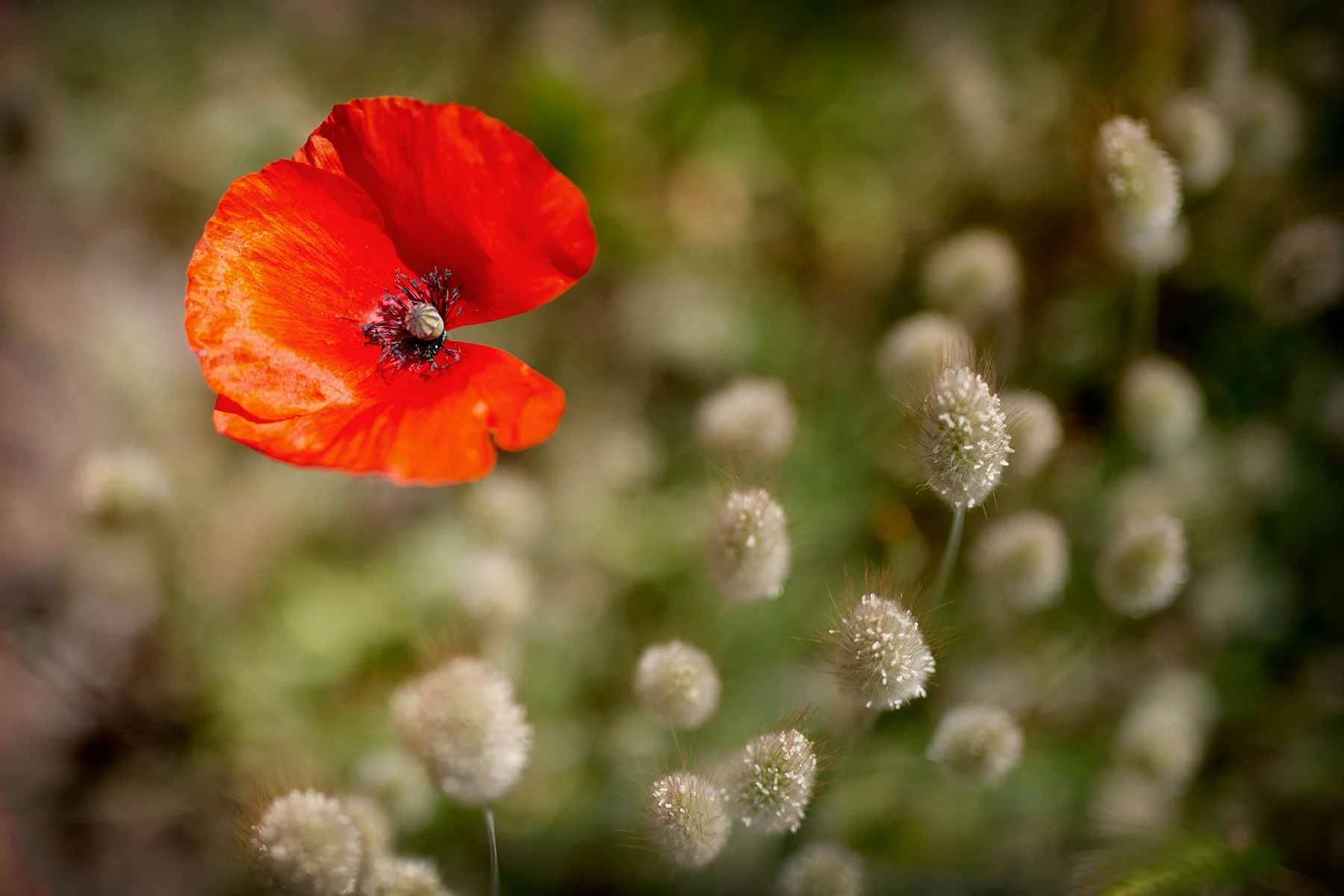 blogg-190429malemepromenad8.jpg