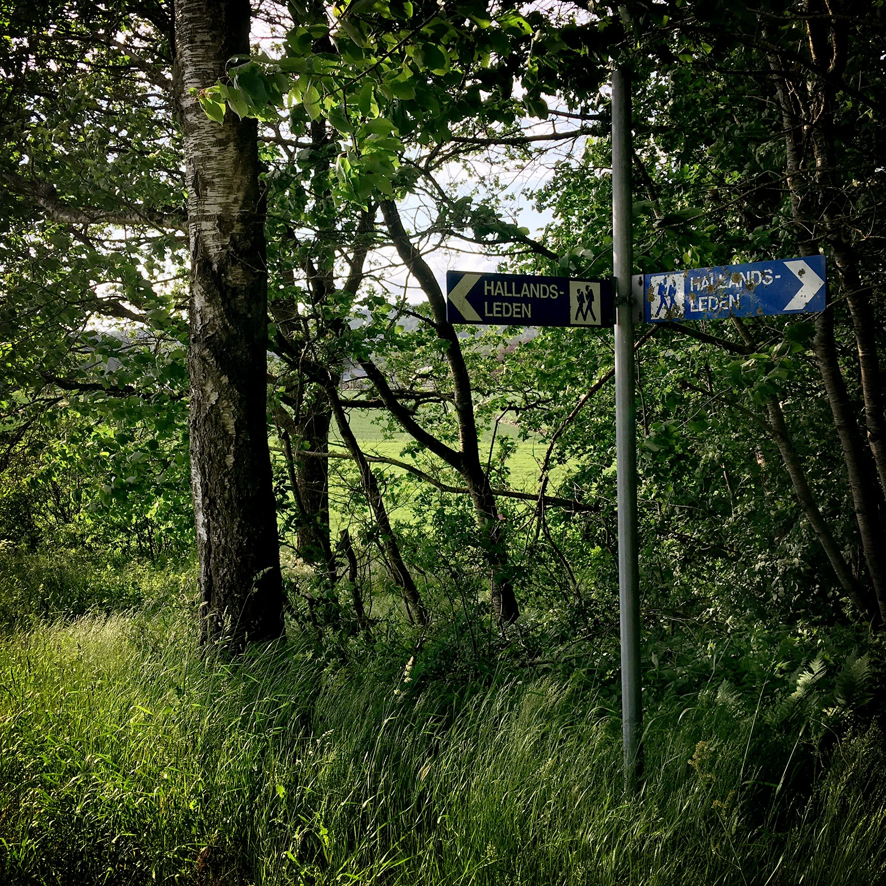 blogg-190608hallandsleden2.jpg