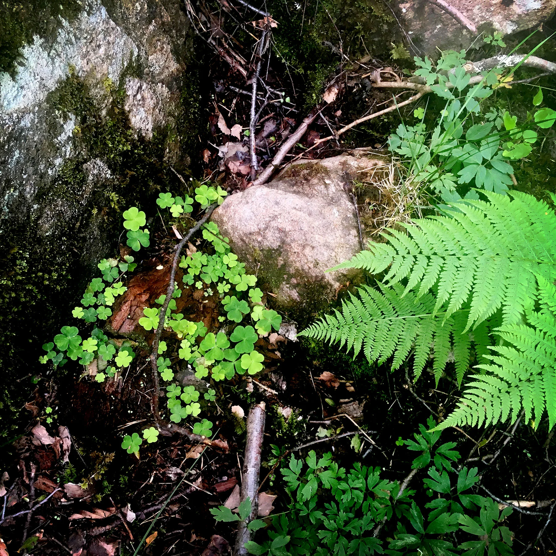 blogg-190608hallandsleden15.jpg