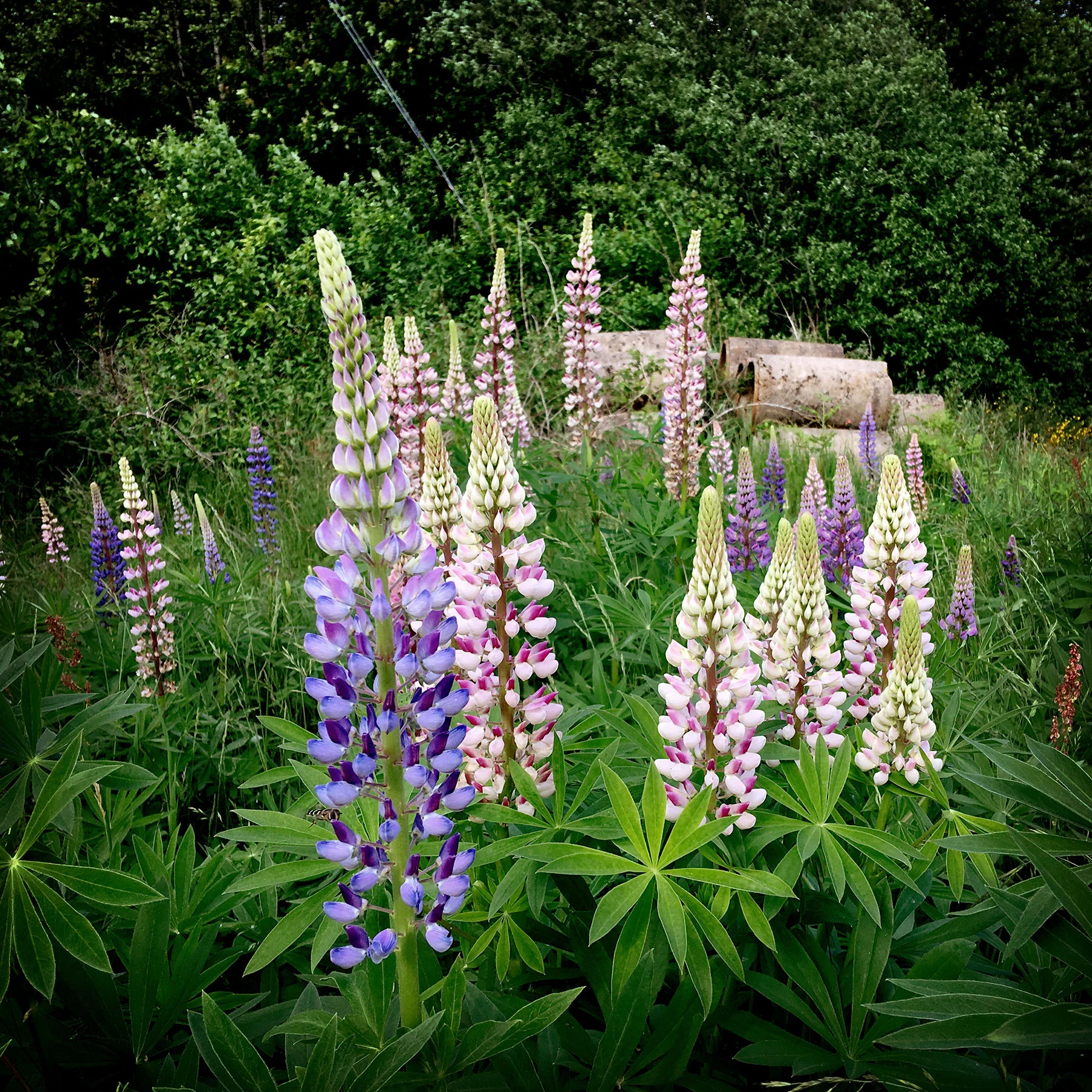 blogg-190608hallandsleden18.jpg