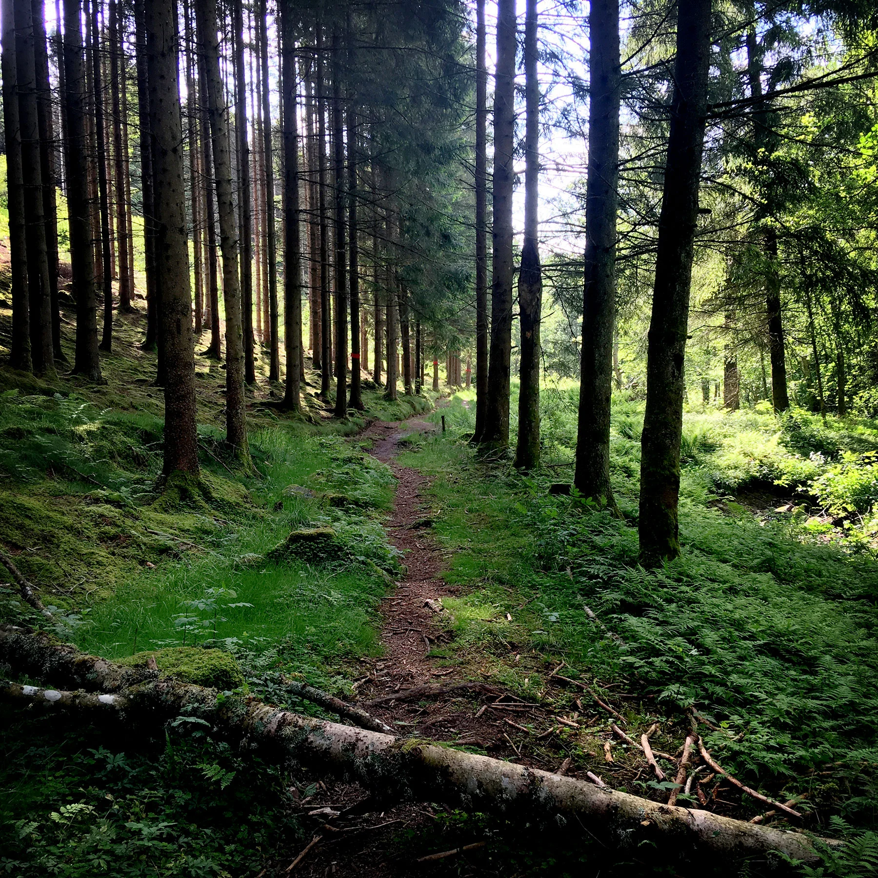 blogg-190608hallandsleden16.jpg