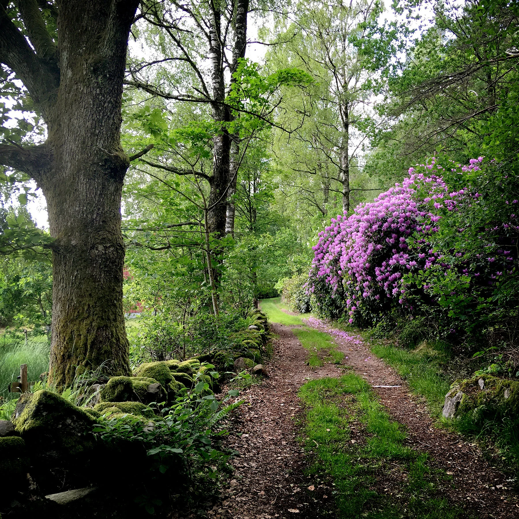 blogg-190608hallandsleden21.jpg