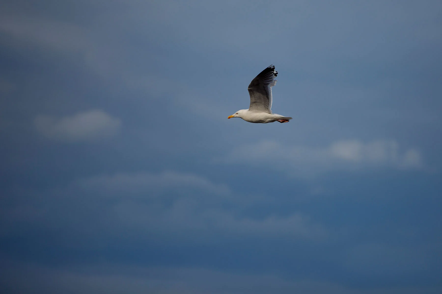 blogg-190614hamnen2.jpg