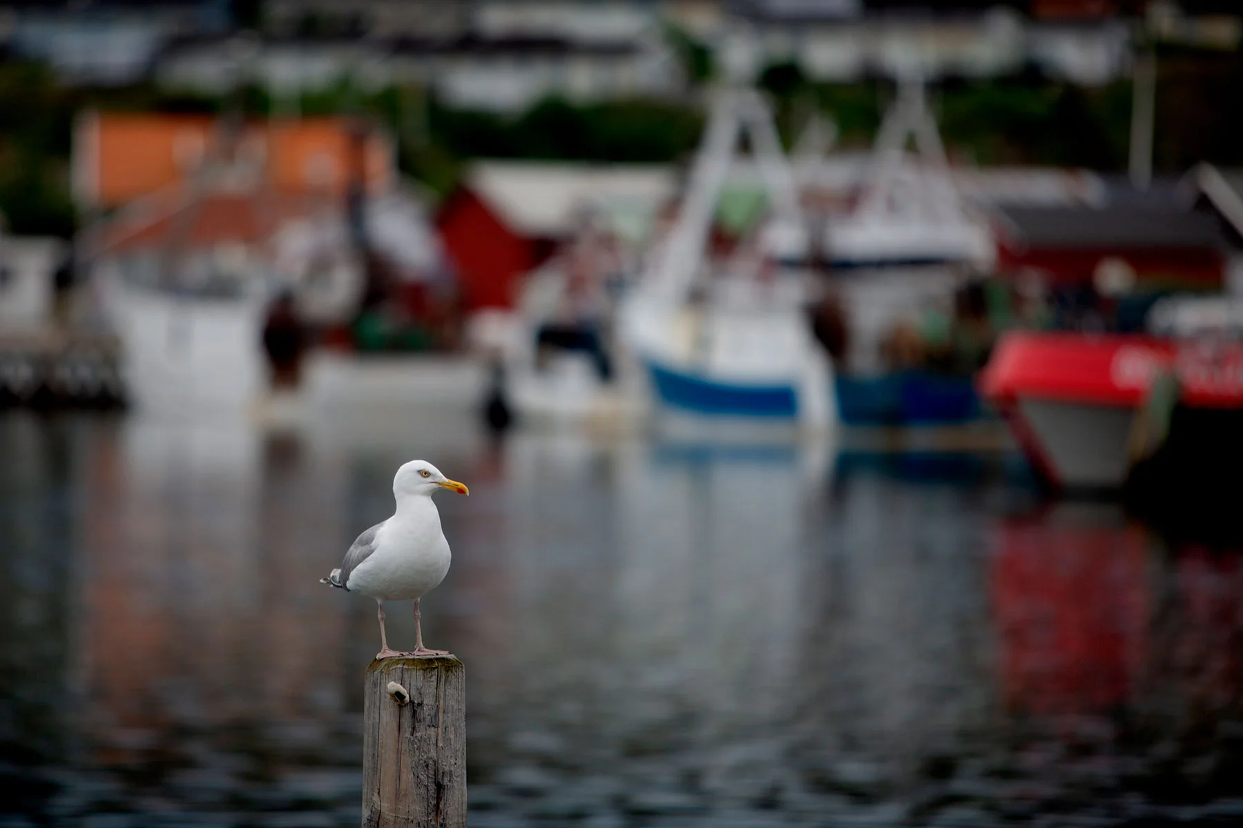 blogg-190614hamnen13.jpg