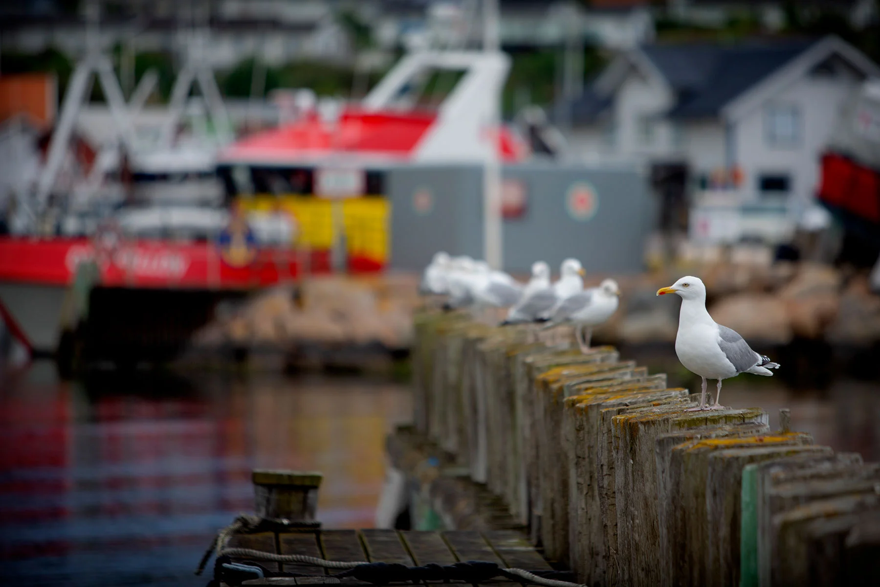 blogg-190614hamnen22.jpg