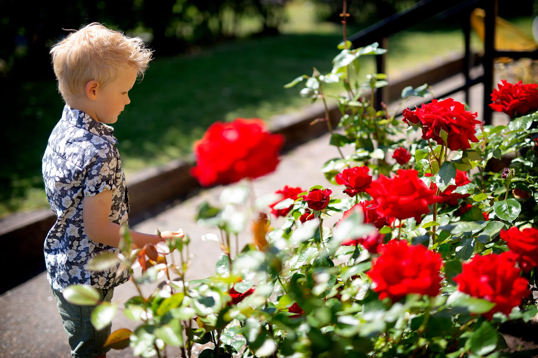 blogg-190621midsommarmorgon2.jpg