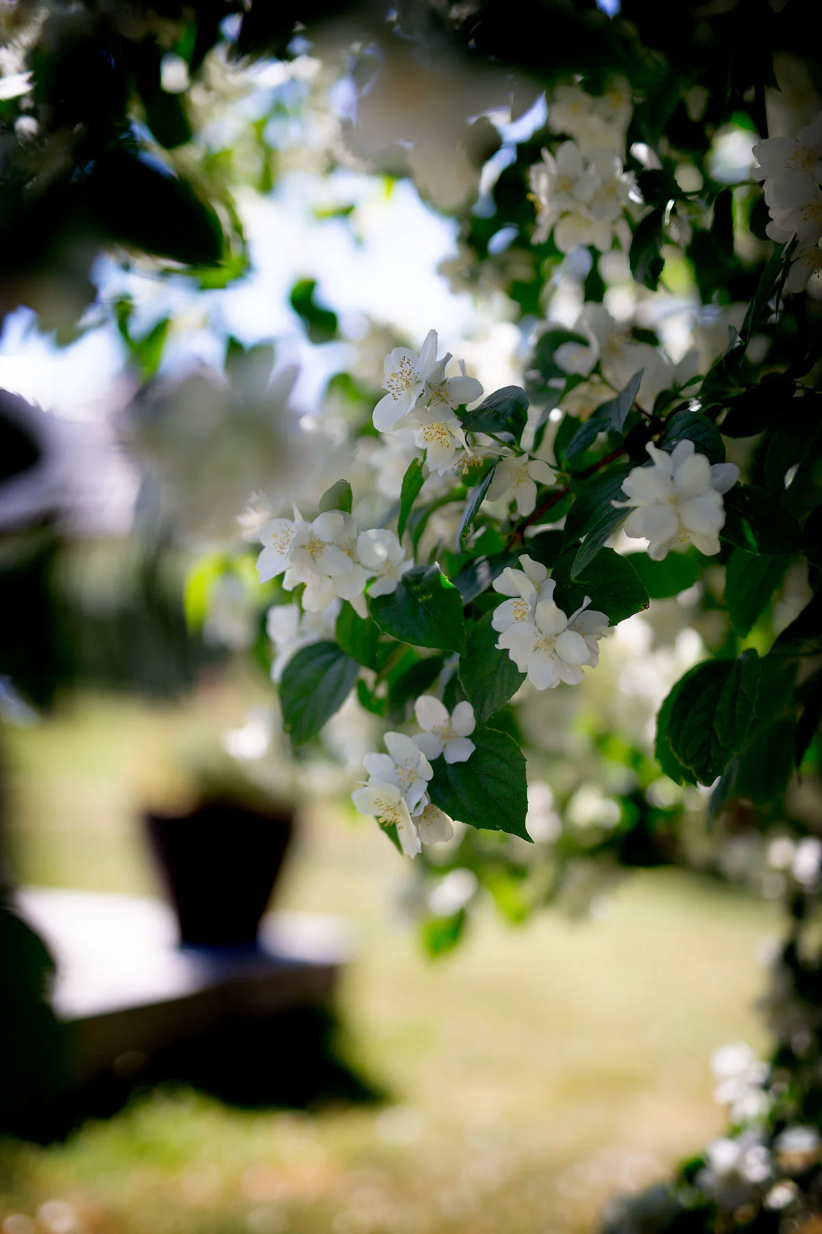 blogg-190628hemmatradgarden2.jpg