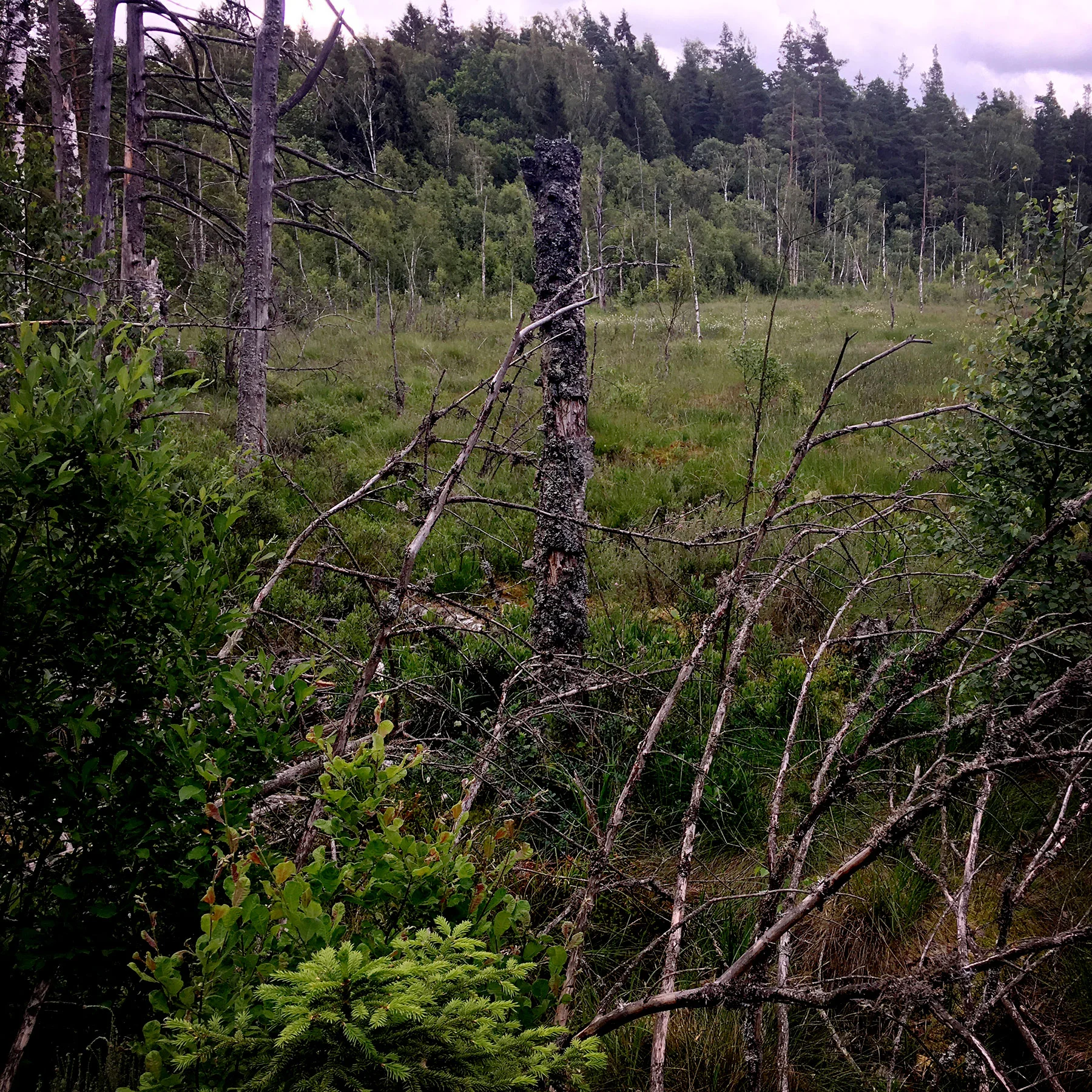 blogg-190701hallandsleden4.jpg