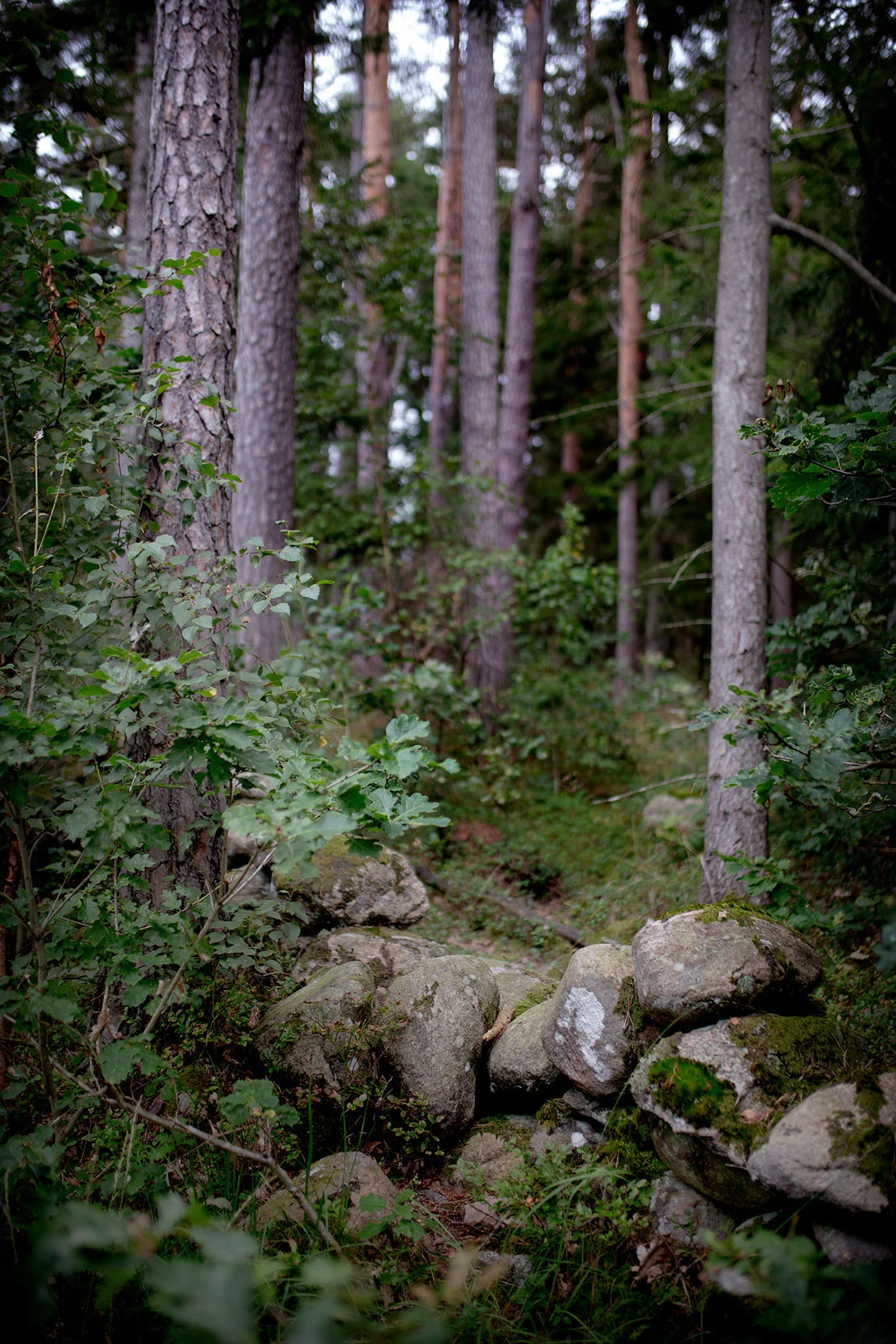 blogg-190822svampskog6.jpg