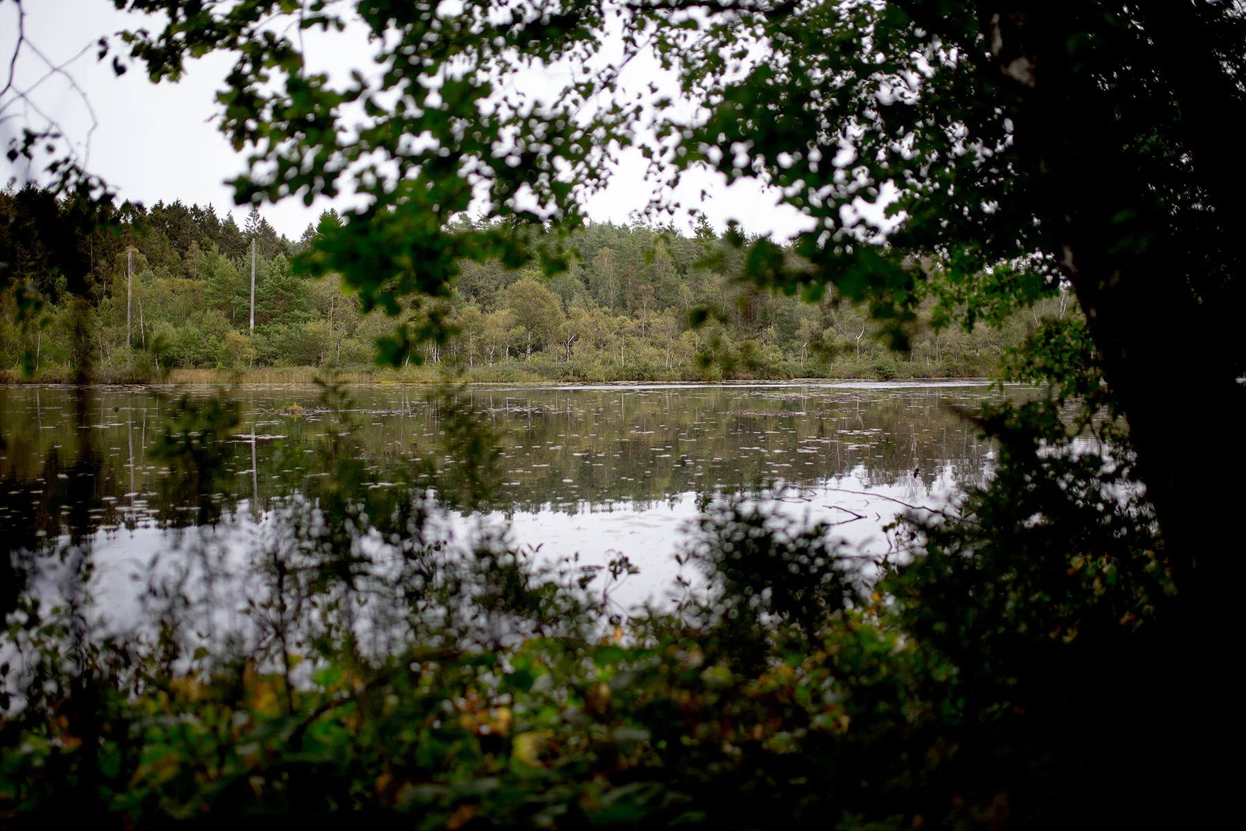 blogg-190822svampskog9.jpg