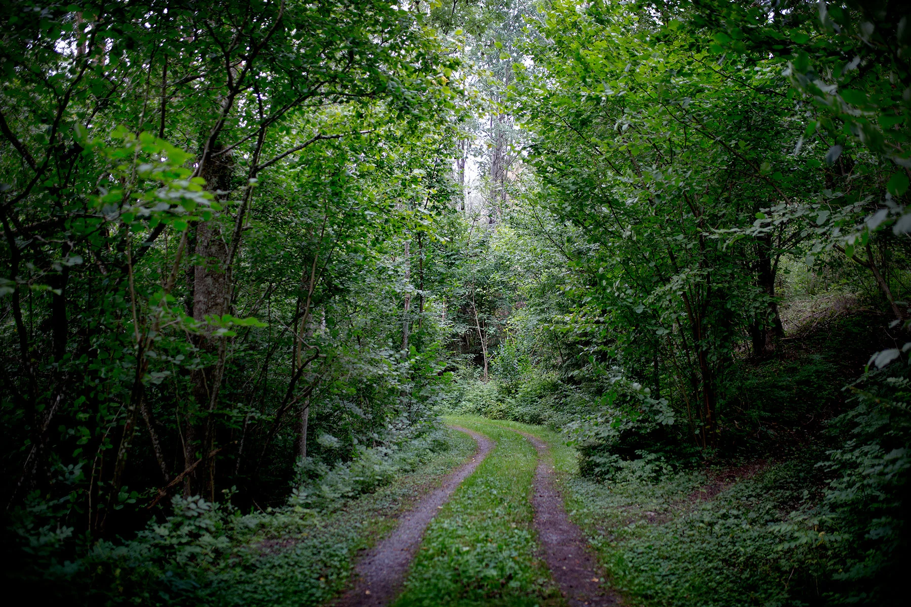 blogg-190822svampskog13.jpg