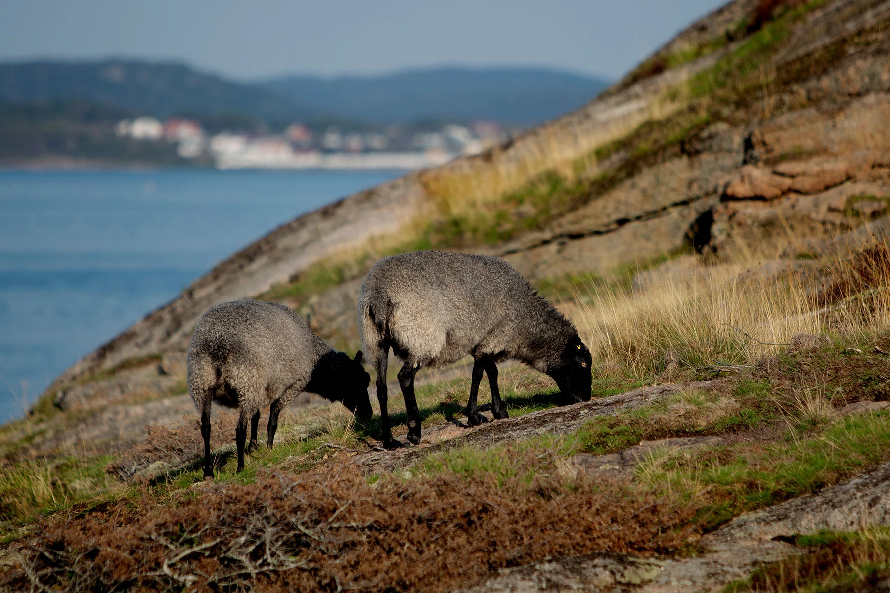 blogg-190825nordsteneftermiddag23.jpg