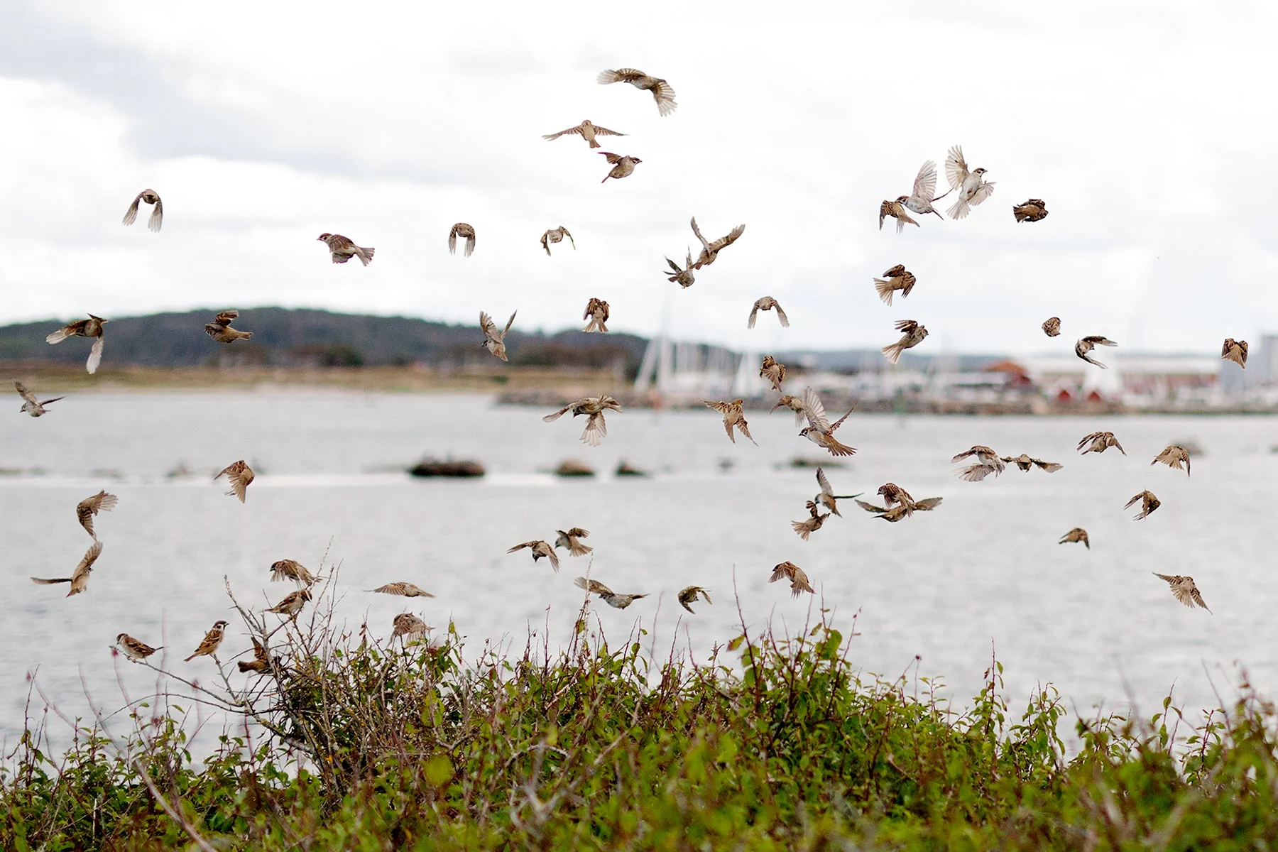 blogg-190808fyrenpromenad36.jpg