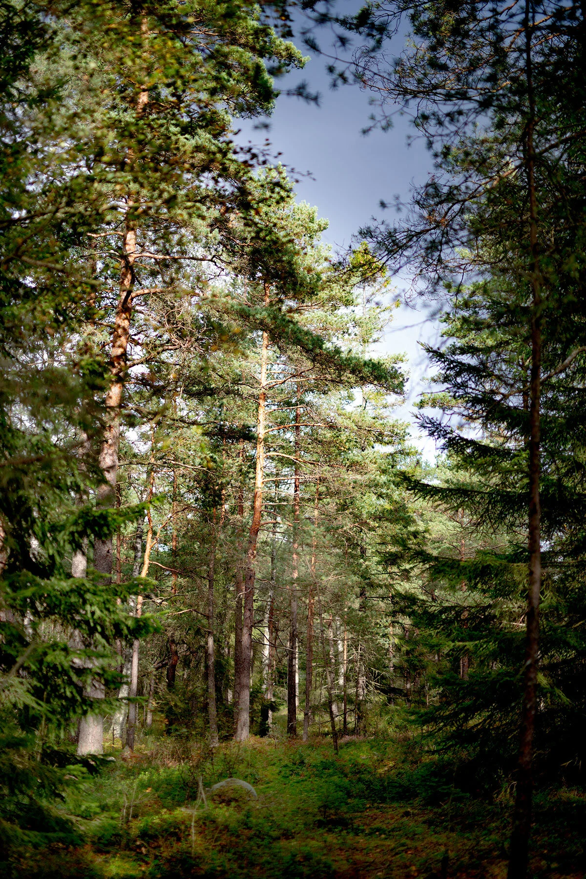 blogg-190914svampskoglindome24.jpg