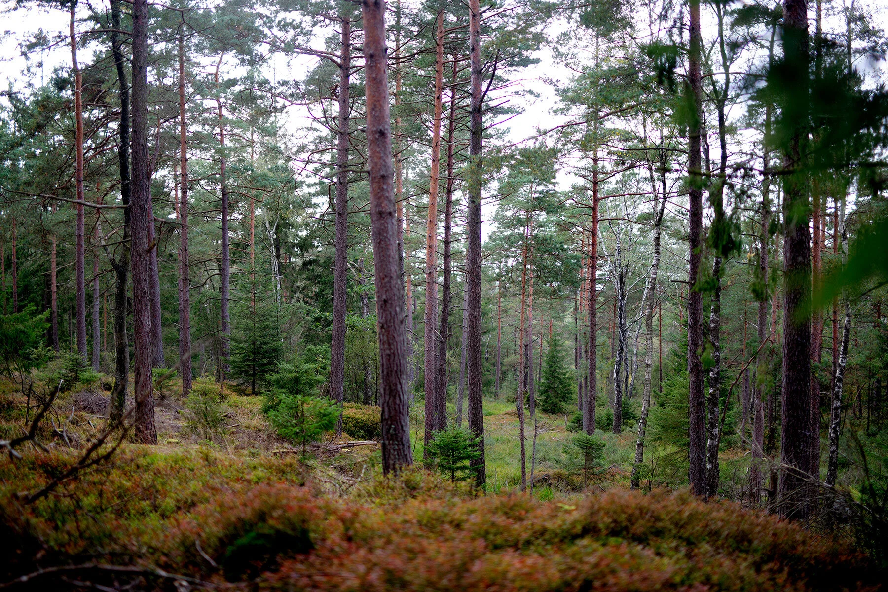 blogg-190914svampskoglindome31.jpg