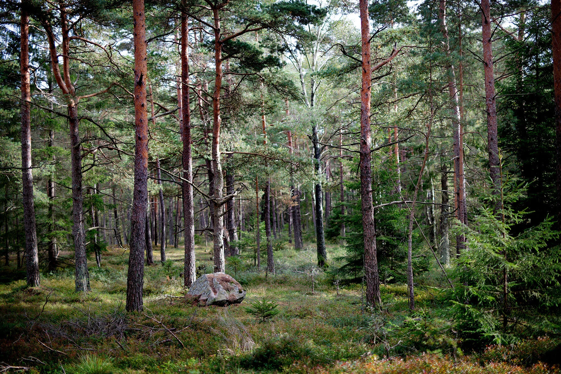 blogg-190914svampskoglindome33.jpg