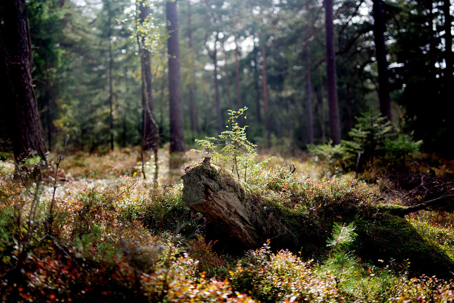blogg-190914svampskoglindome42.jpg