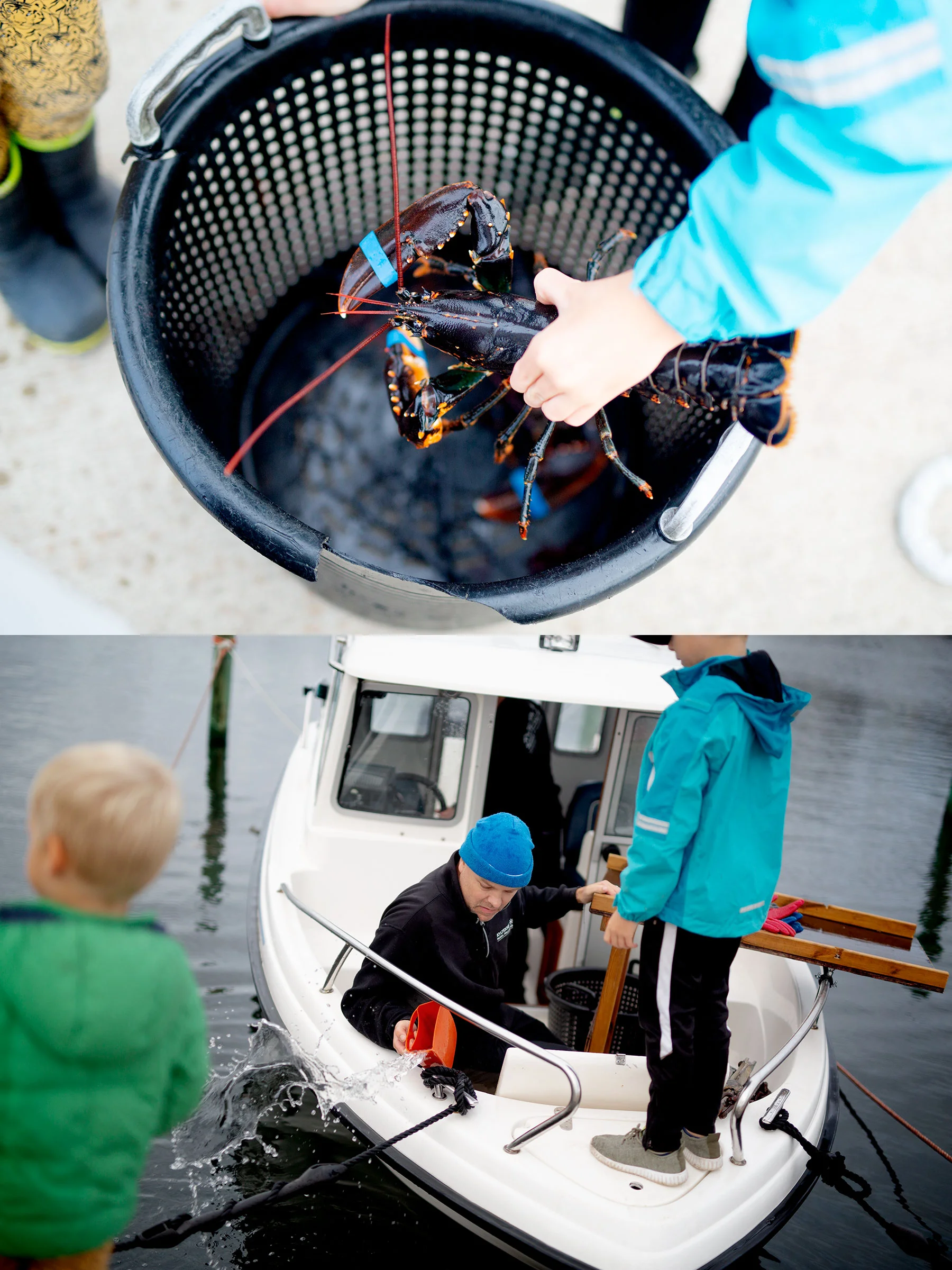 Hummerfångst