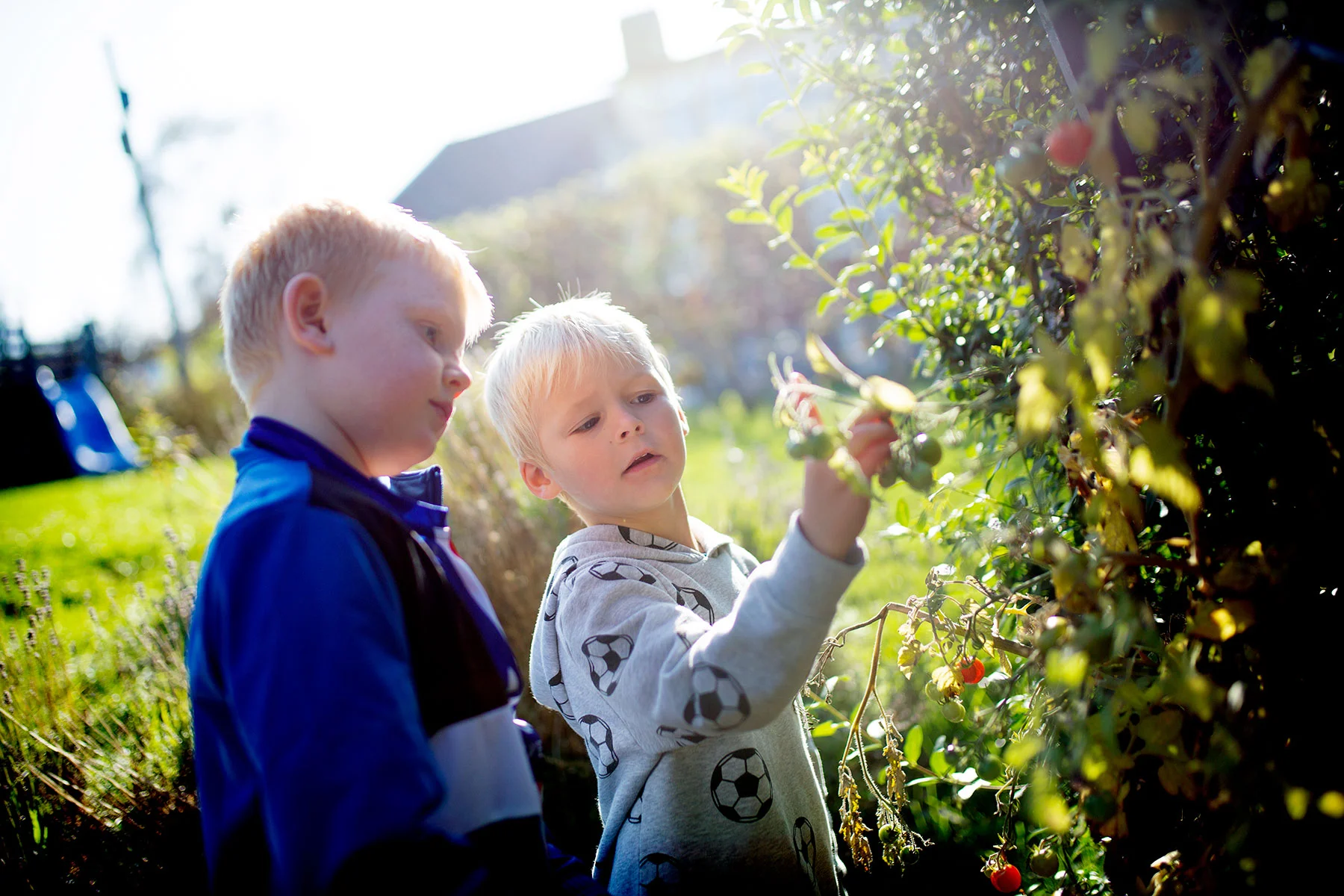 blogg-191005tradgarden1.jpg